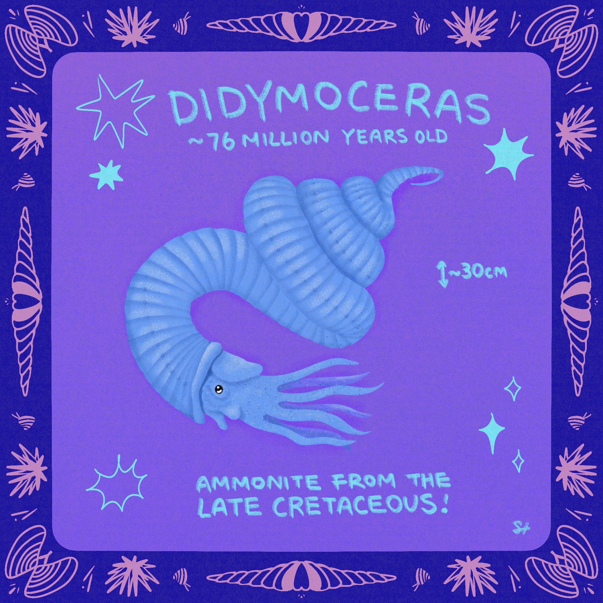 didymoceras.jpg