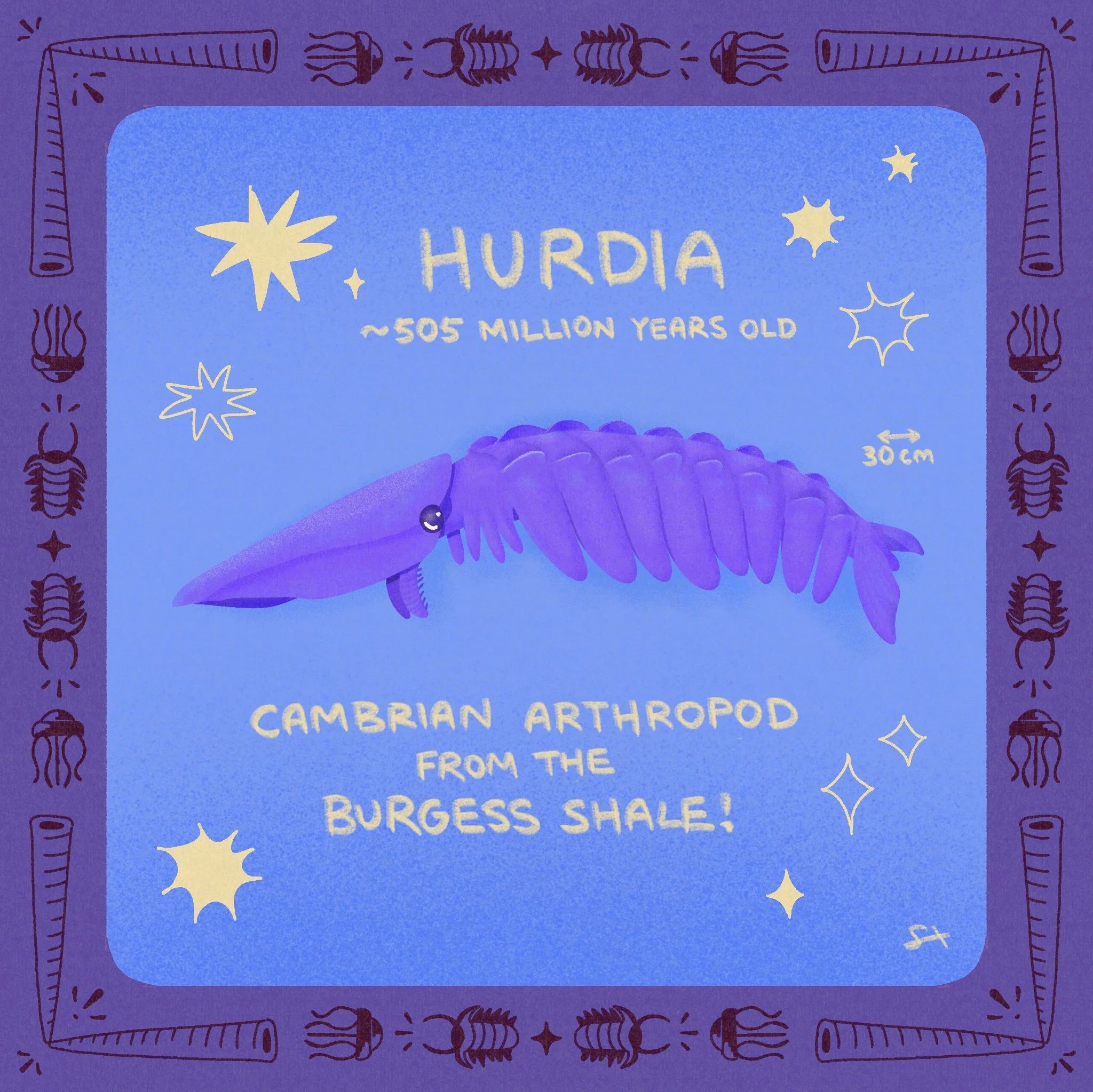 hurdia.jpg