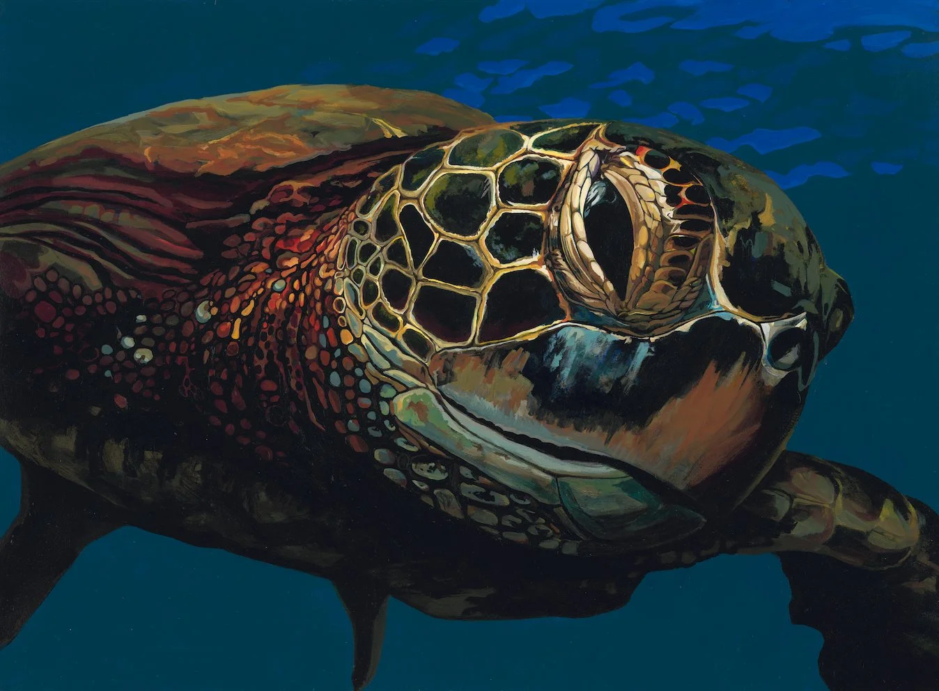 Approaching Turtle ScreenS..jpg