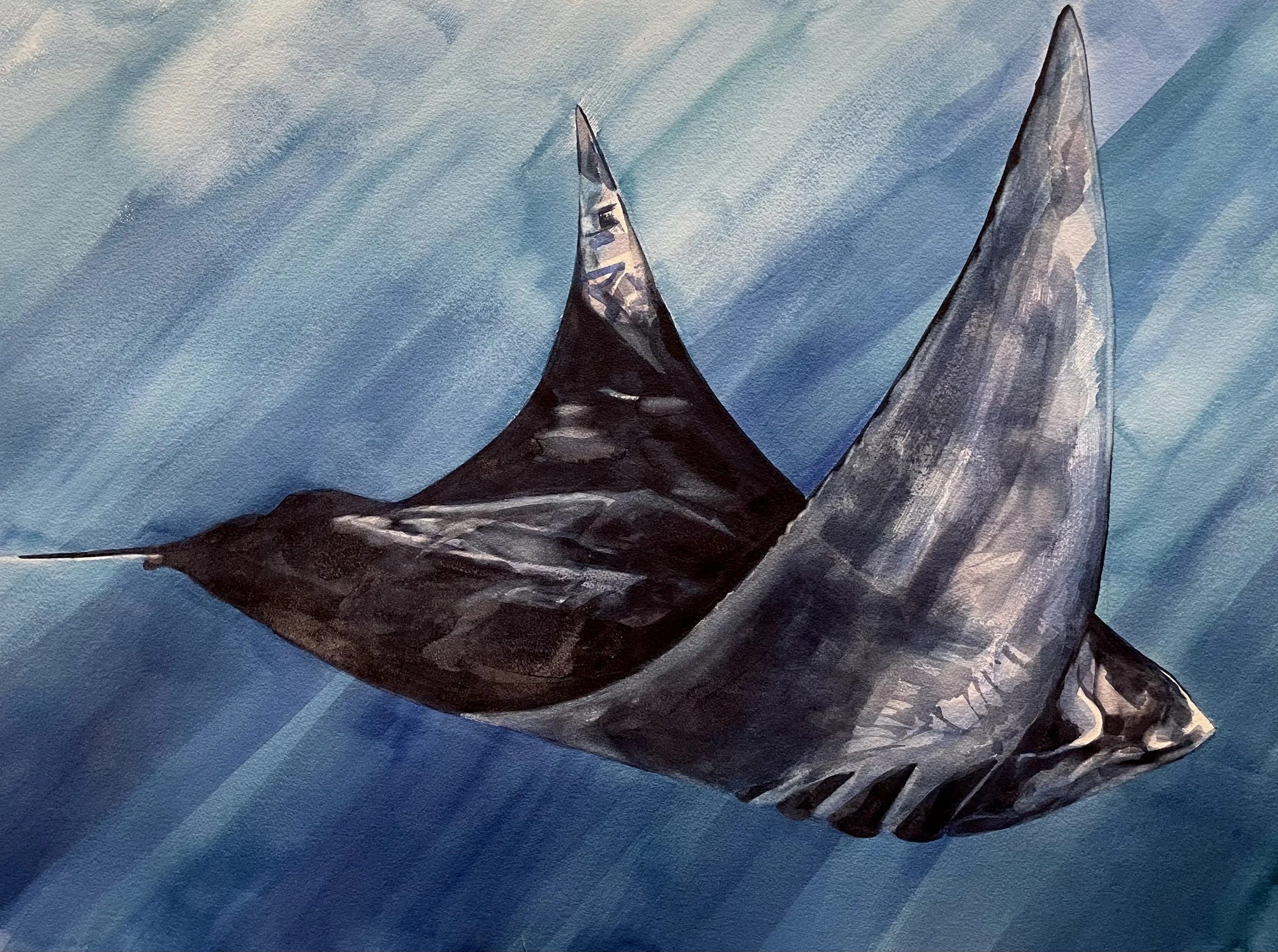 Manta Ray 30x22.jpeg