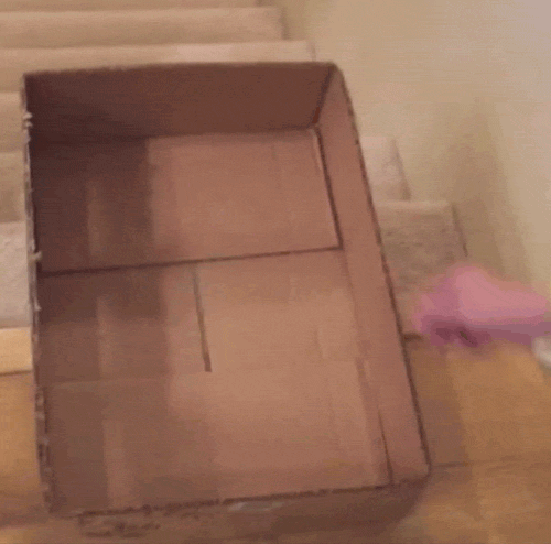 cats and cardboard.gif