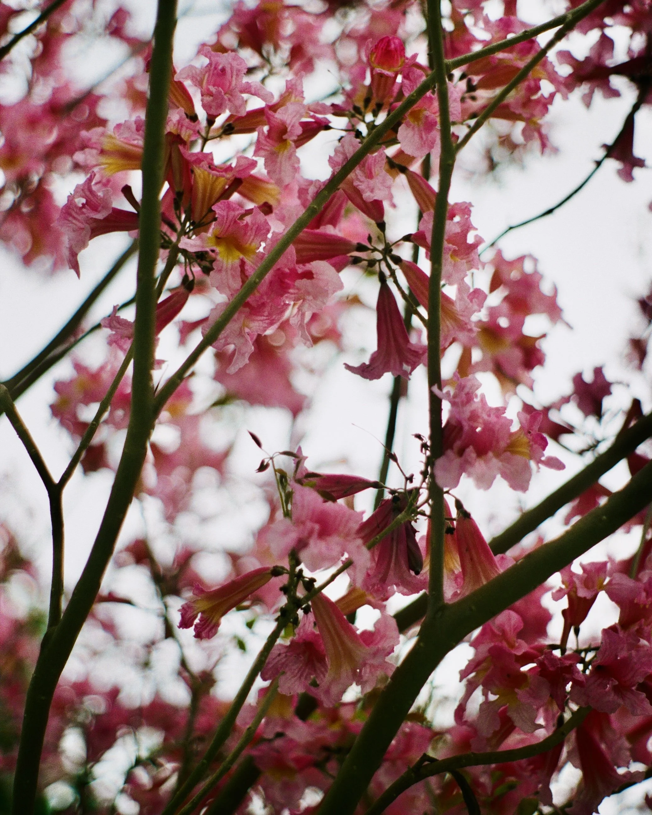 Best Places to Photograph Cherry Blossoms in DC, Maryland &amp; Northern Virginia