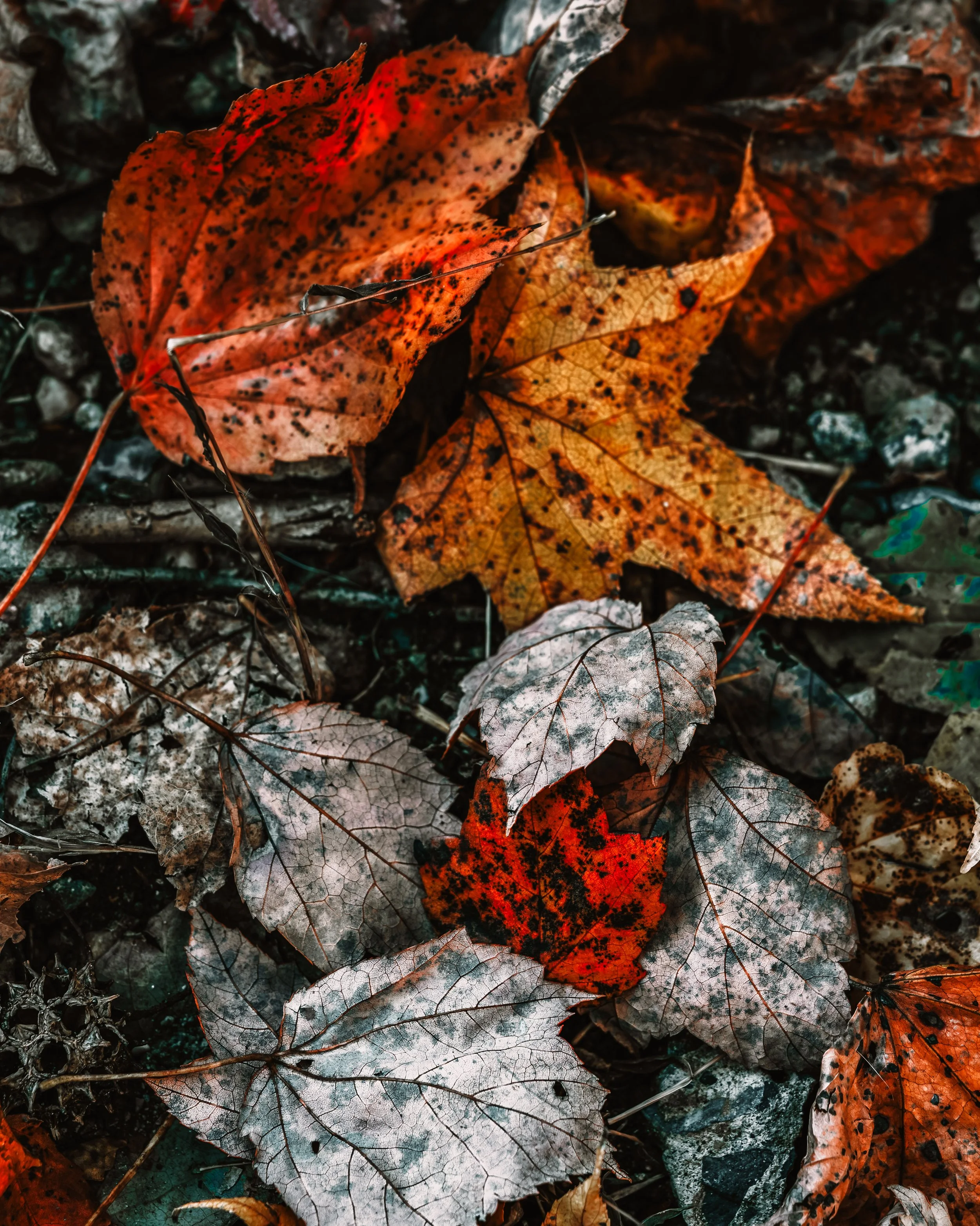Autumn leaves in shades of red, orange, yellow, and gray scattered on the ground.