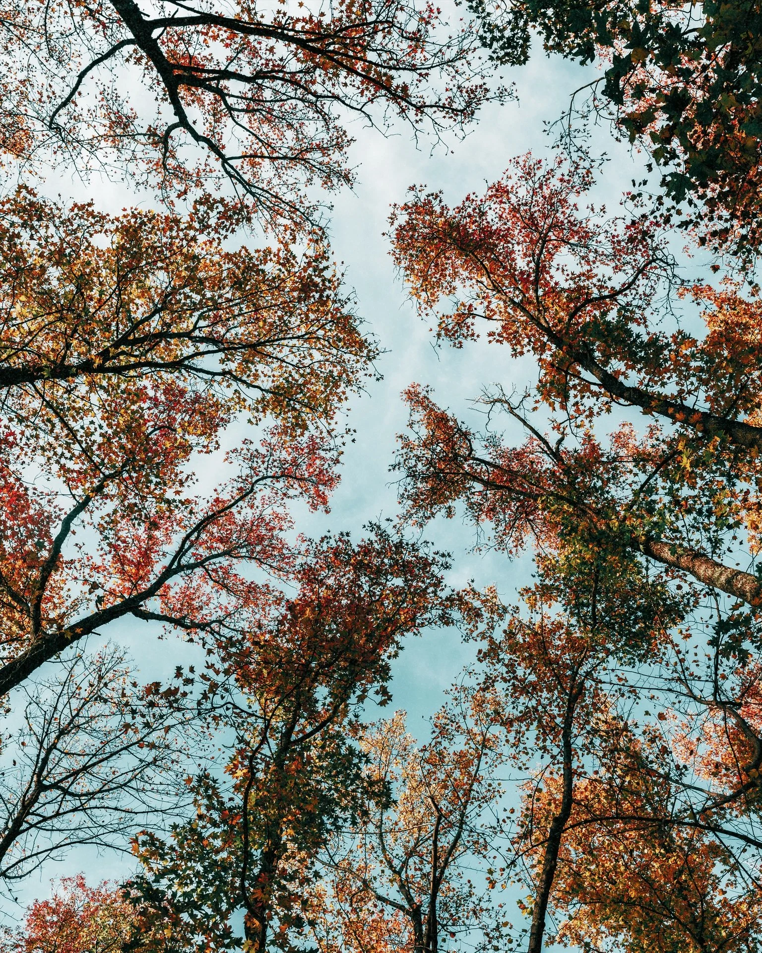 Looking up at the sky through tall trees with autumn leaves in various shades of red, orange, and green.