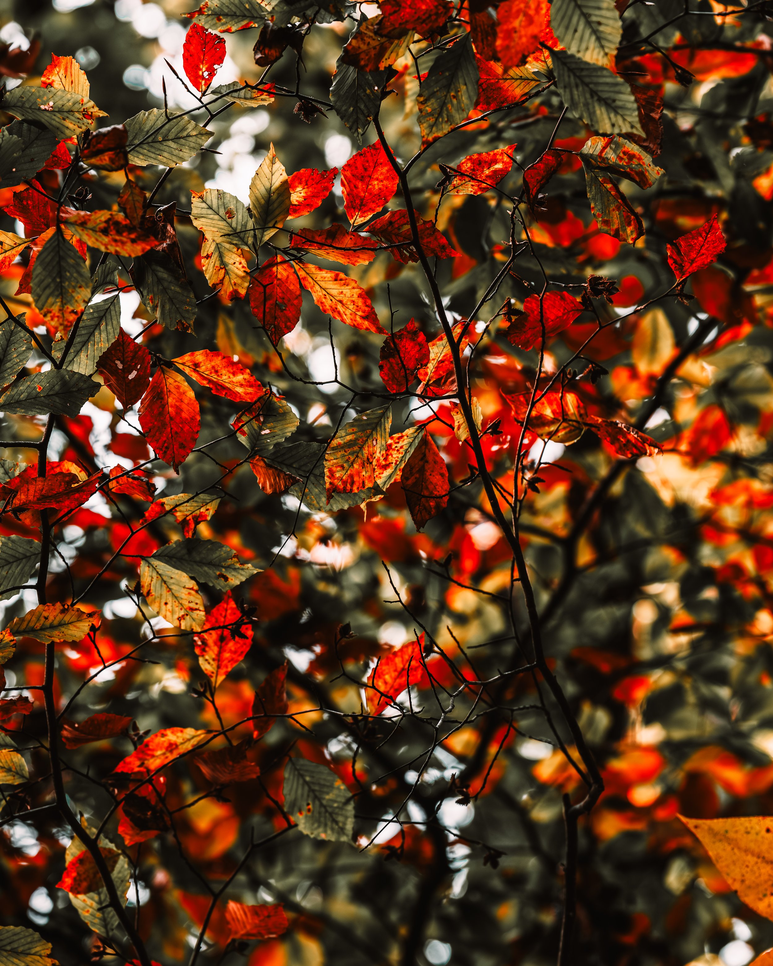 Close-up of autumn leaves in red, orange, and green hues on tree branches with blurred background.