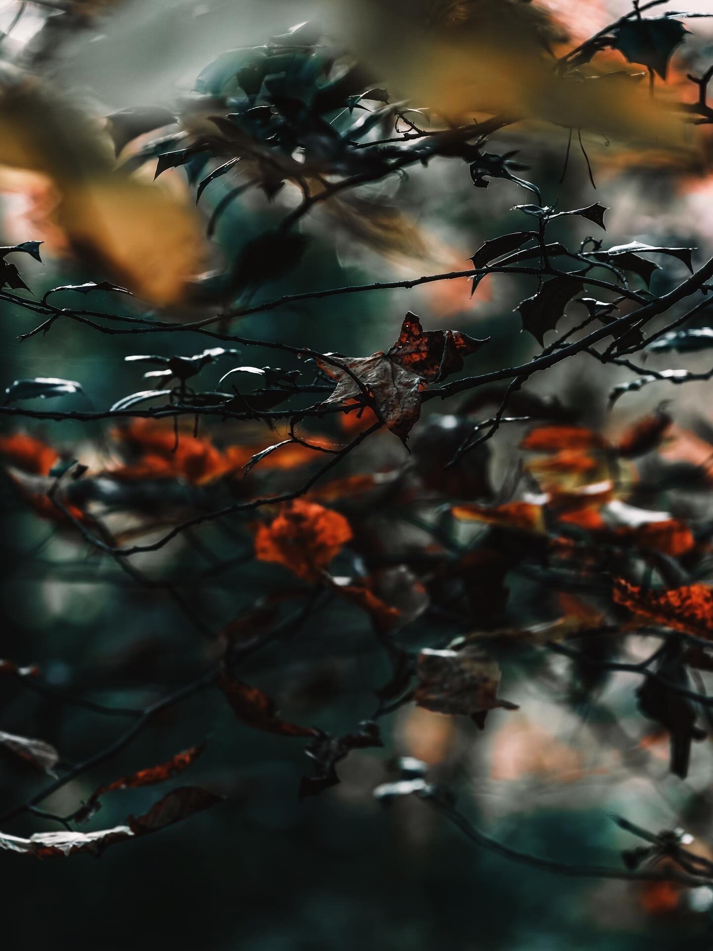 Close-up of fallen autumn leaves and dark, bare branches with a blurred background.