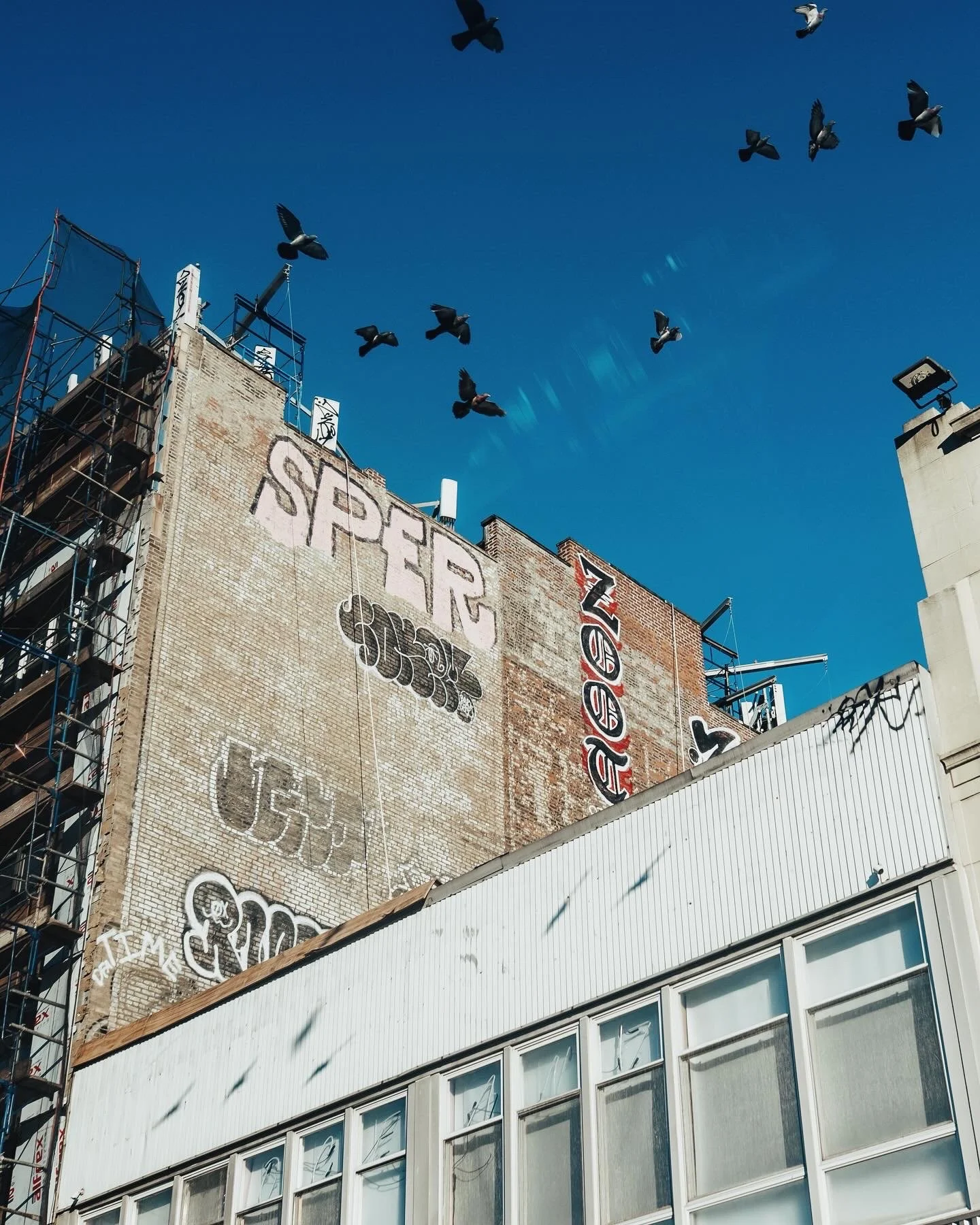 A cityscape with a brick building displaying graffiti and street art, a white building with windows in the foreground, and a flock of pigeons flying against a bright blue sky.