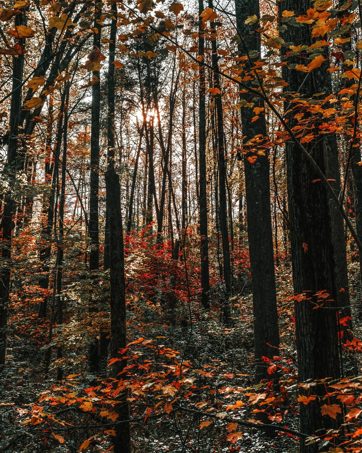 Sunlight filtering through trees in a forest with autumn leaves and a mix of orange, red, and yellow foliage.