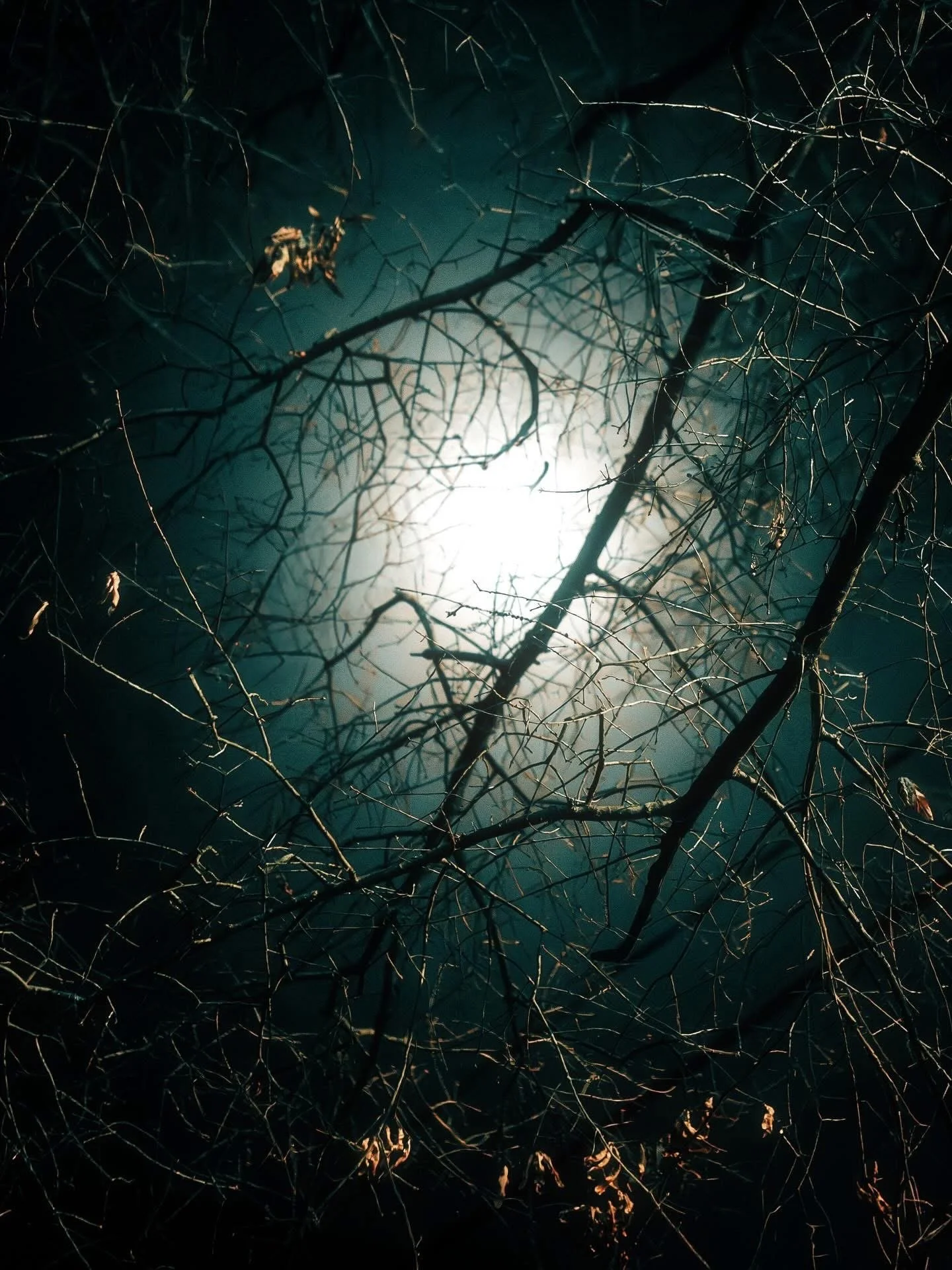 Nighttime view through leafless tree branches with a bright moon or streetlight in the background.