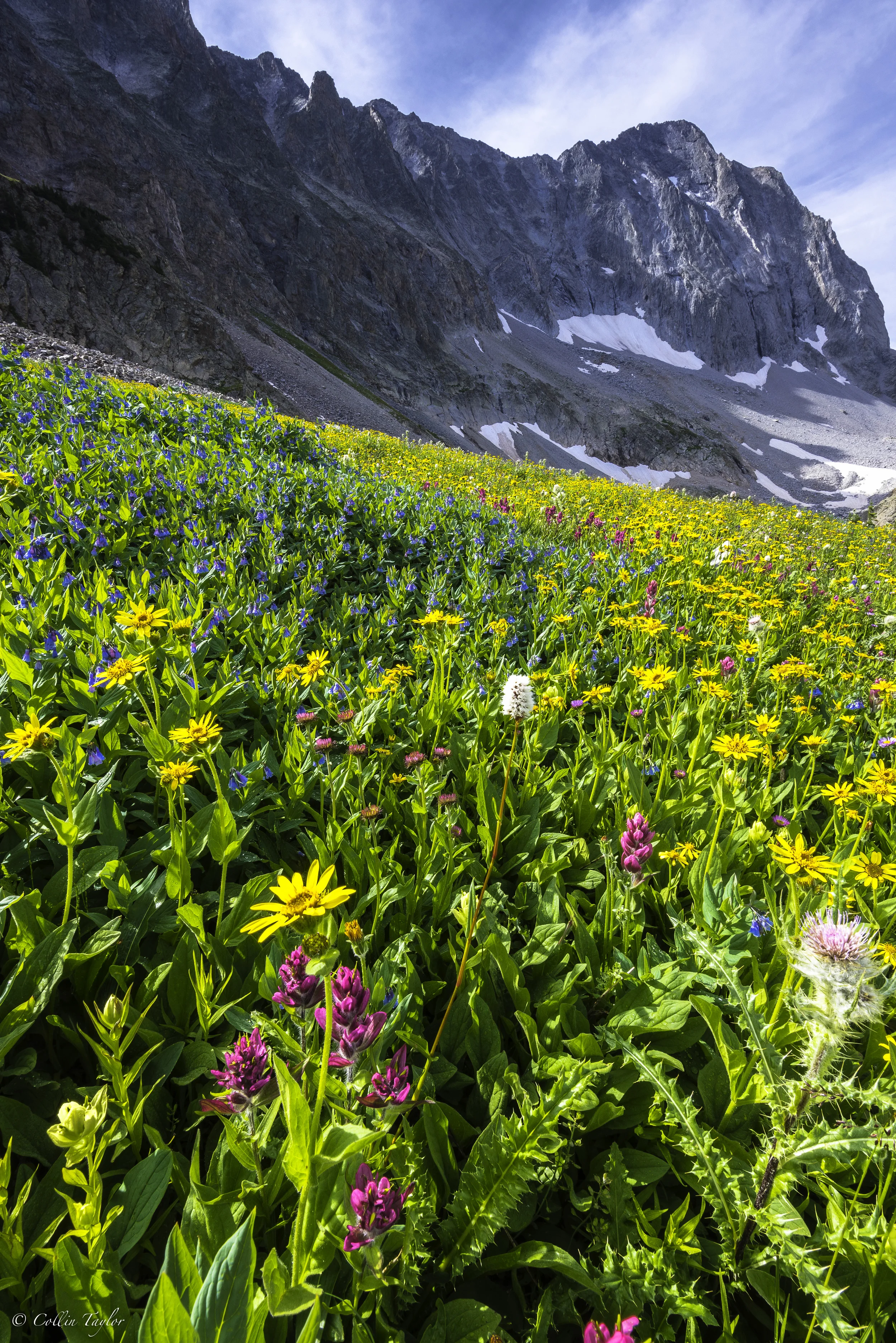 Wildflowers below Capital Peak - Elk Range, Aspen