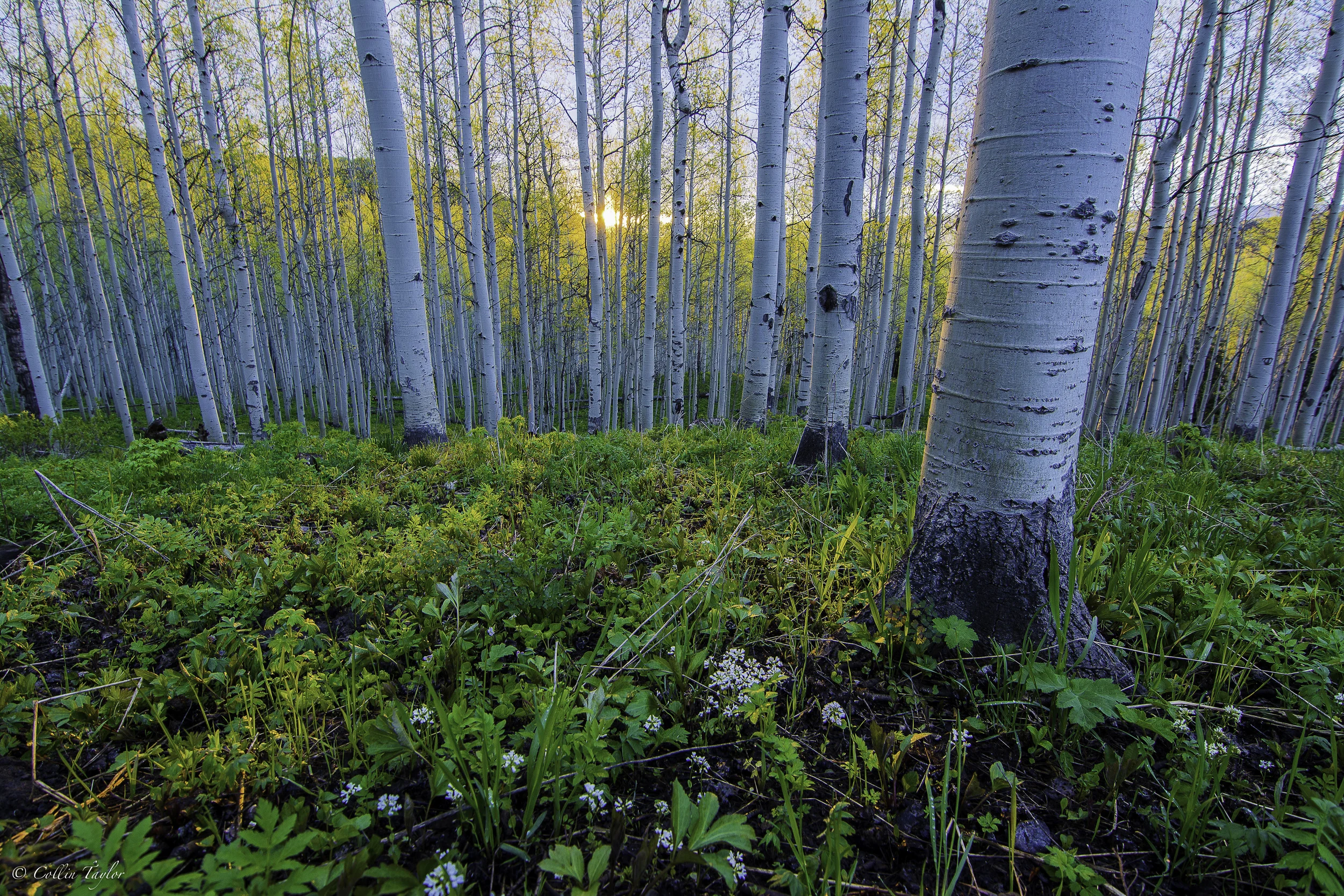Mornings light - Yampa, CO