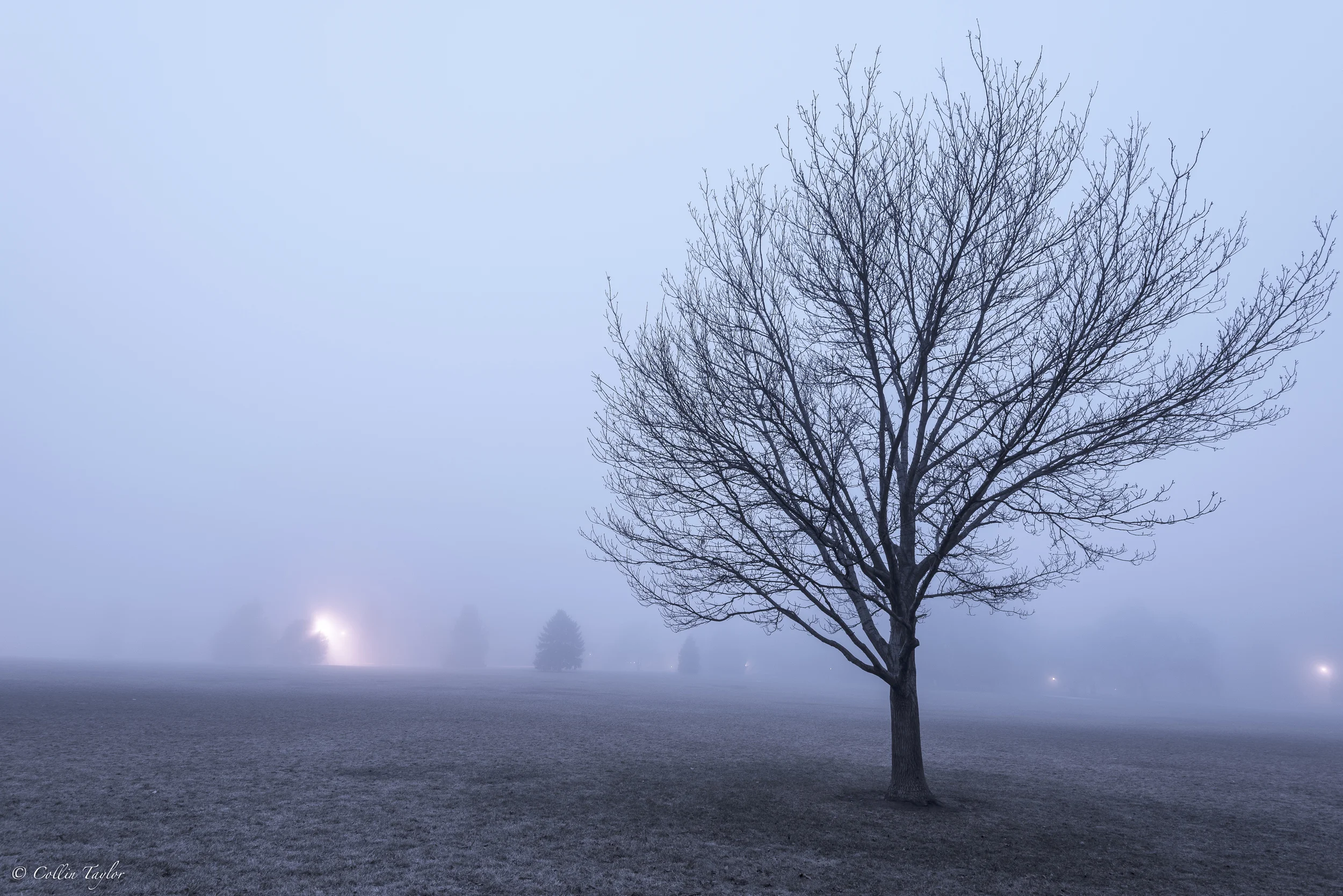 tree3sq.jpg