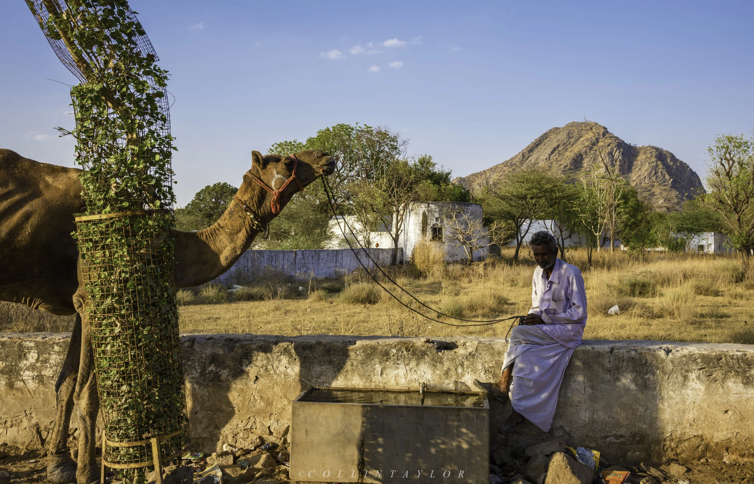 Camel handler - Pushkar, India