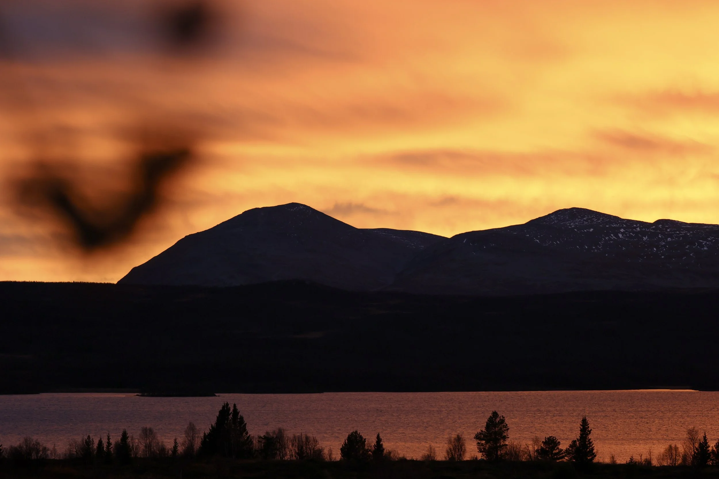 Spring Reset – Yoga Therapy & Ayurveda with Paulina Cupello