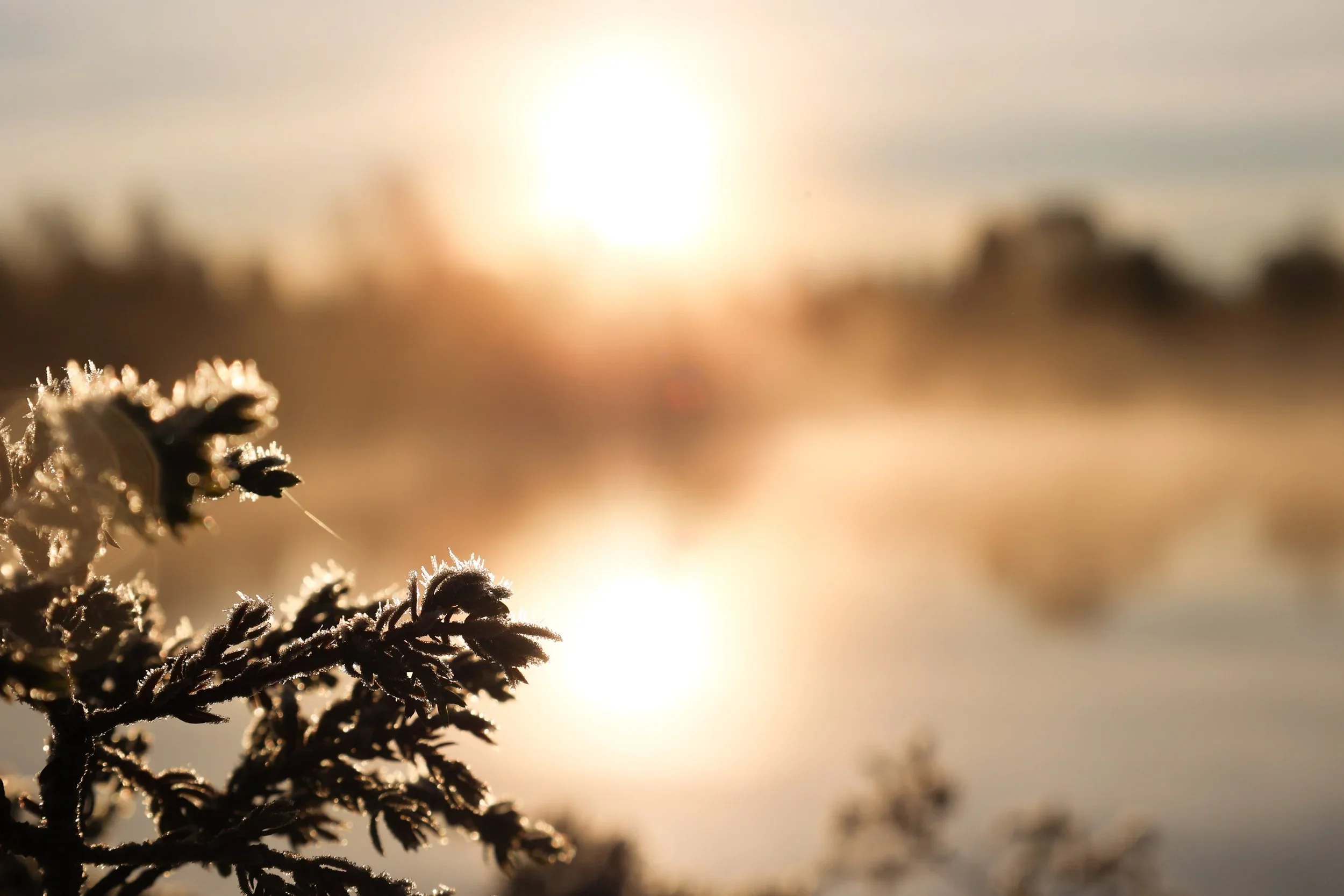 Life, Yoga, and the Nervous System