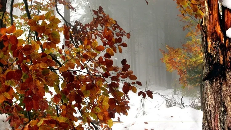 Facebook+Cover+(38).webp