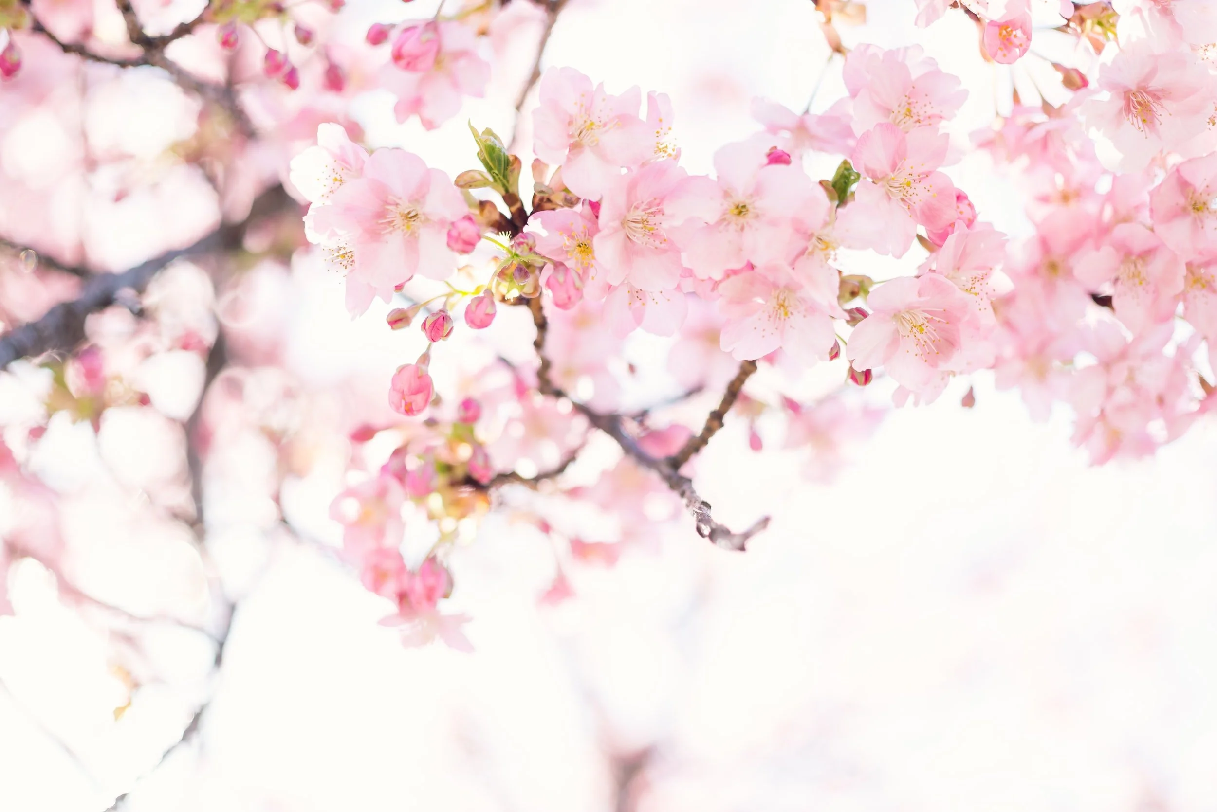 unsplash-image-_SbeCWYjwCQ.jpg