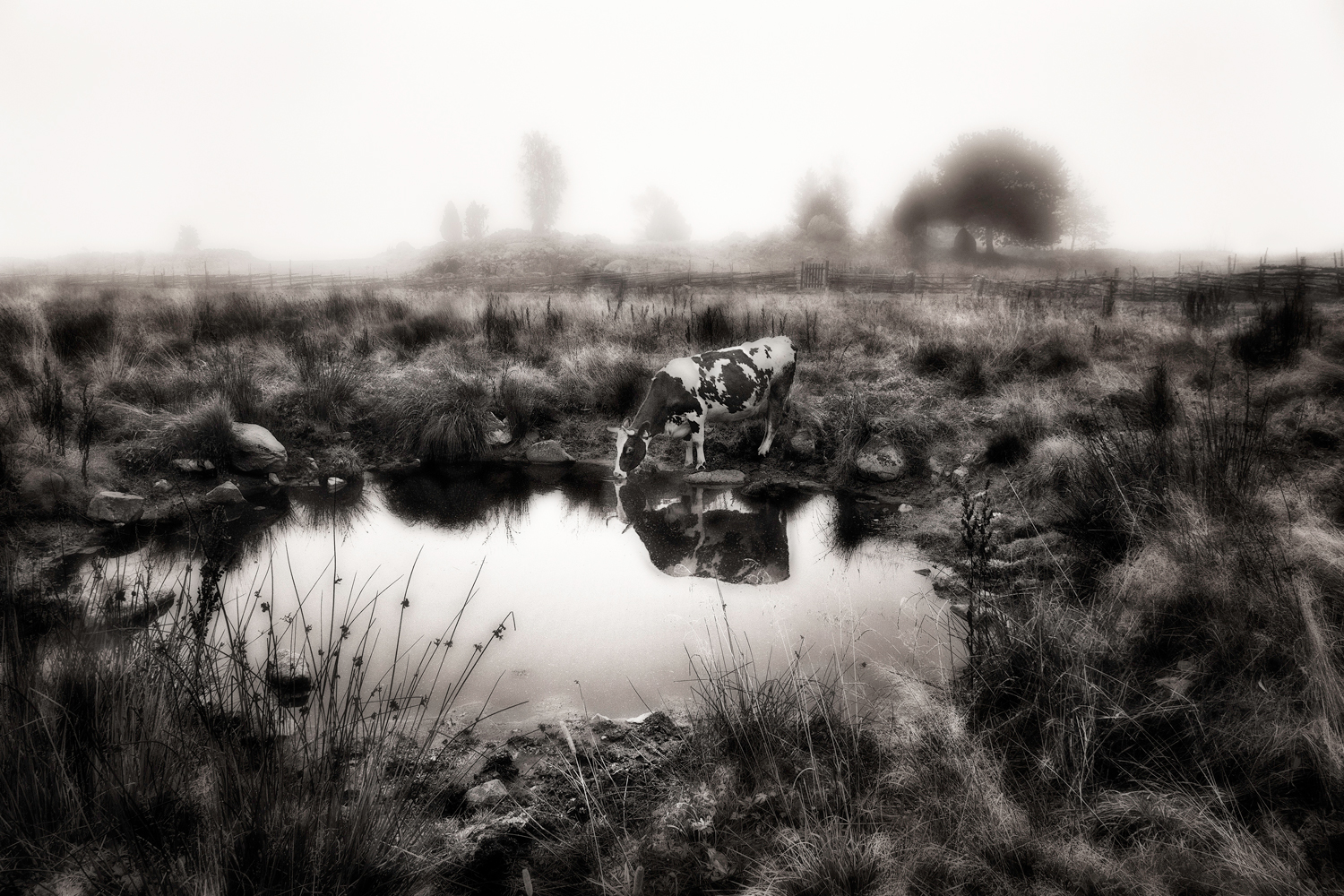 Britta-Caremalm-vallar-kor-till-mjölkning-Hamlad-lind-Äskedalen-Kroxhult-1986-06-BW-1500px-KN.jpg
