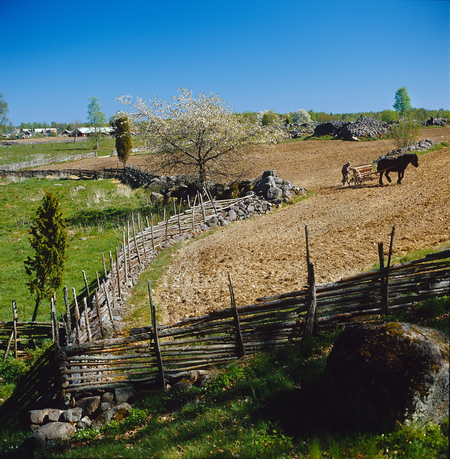 Sådd-Fiskarekulleåkern-Körsbär-1999-05-On-DynC-Sun-KN.jpg