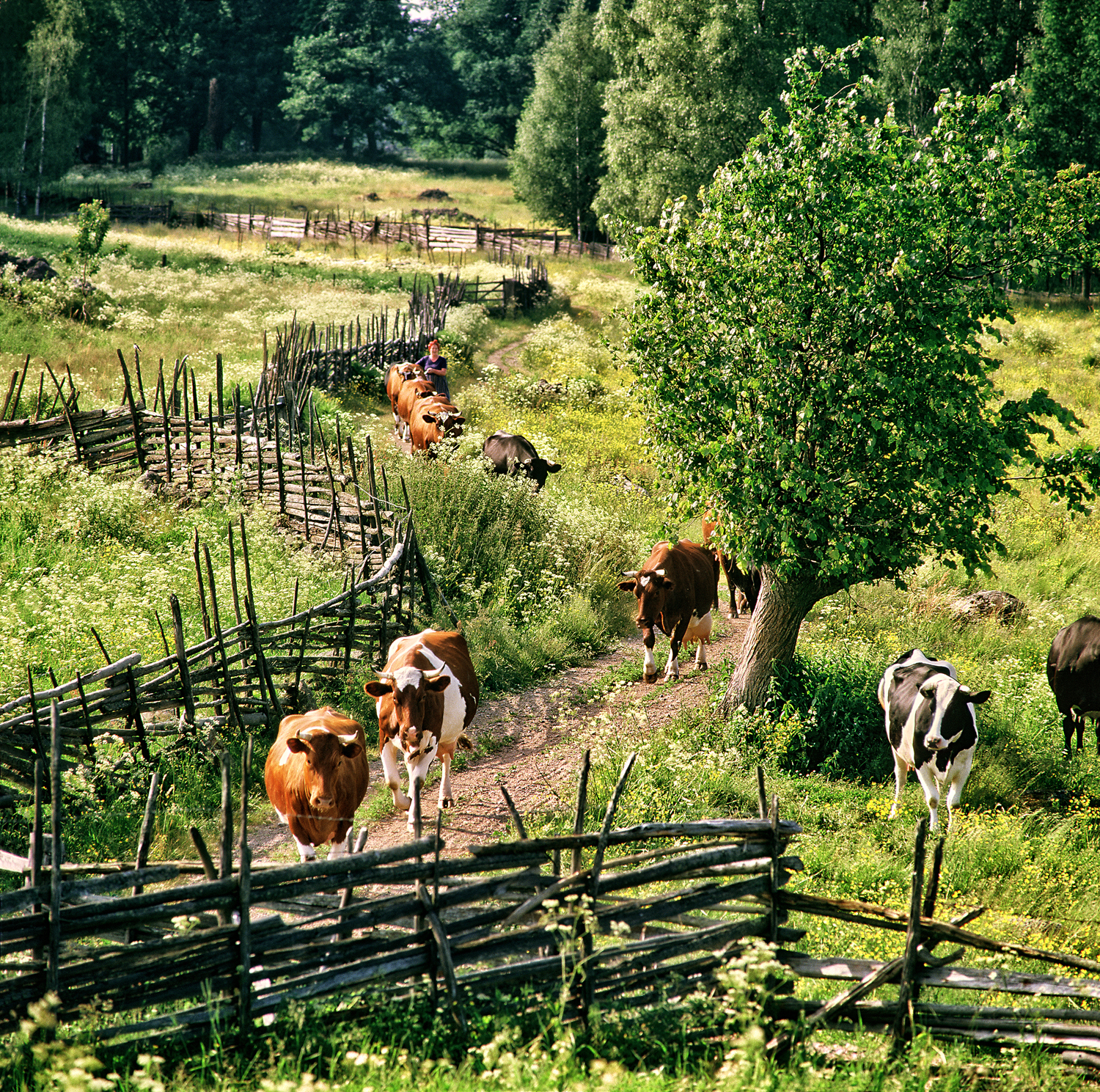 ProK-Mjölkkor-hem-Hamlad-lind-Äskedalen-Britta-Caremalm-Kroxhult-On-1500px-KN2.jpg