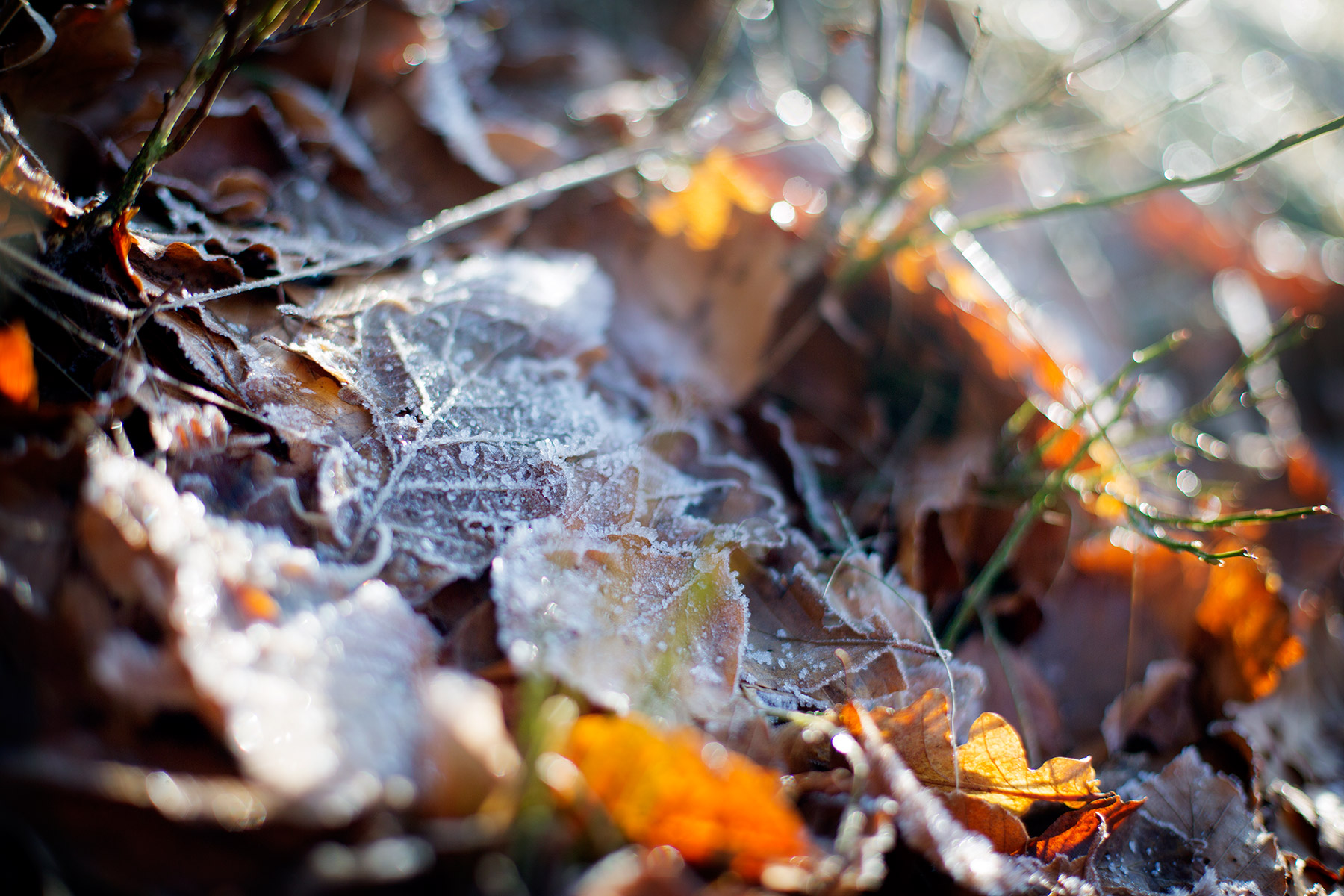 blogg-160214hiaklitten13.jpg