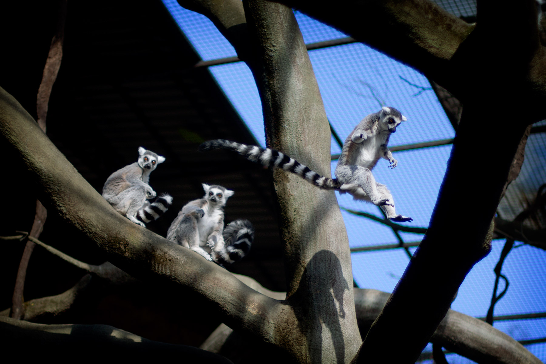 blogg-160410skansen27.jpg