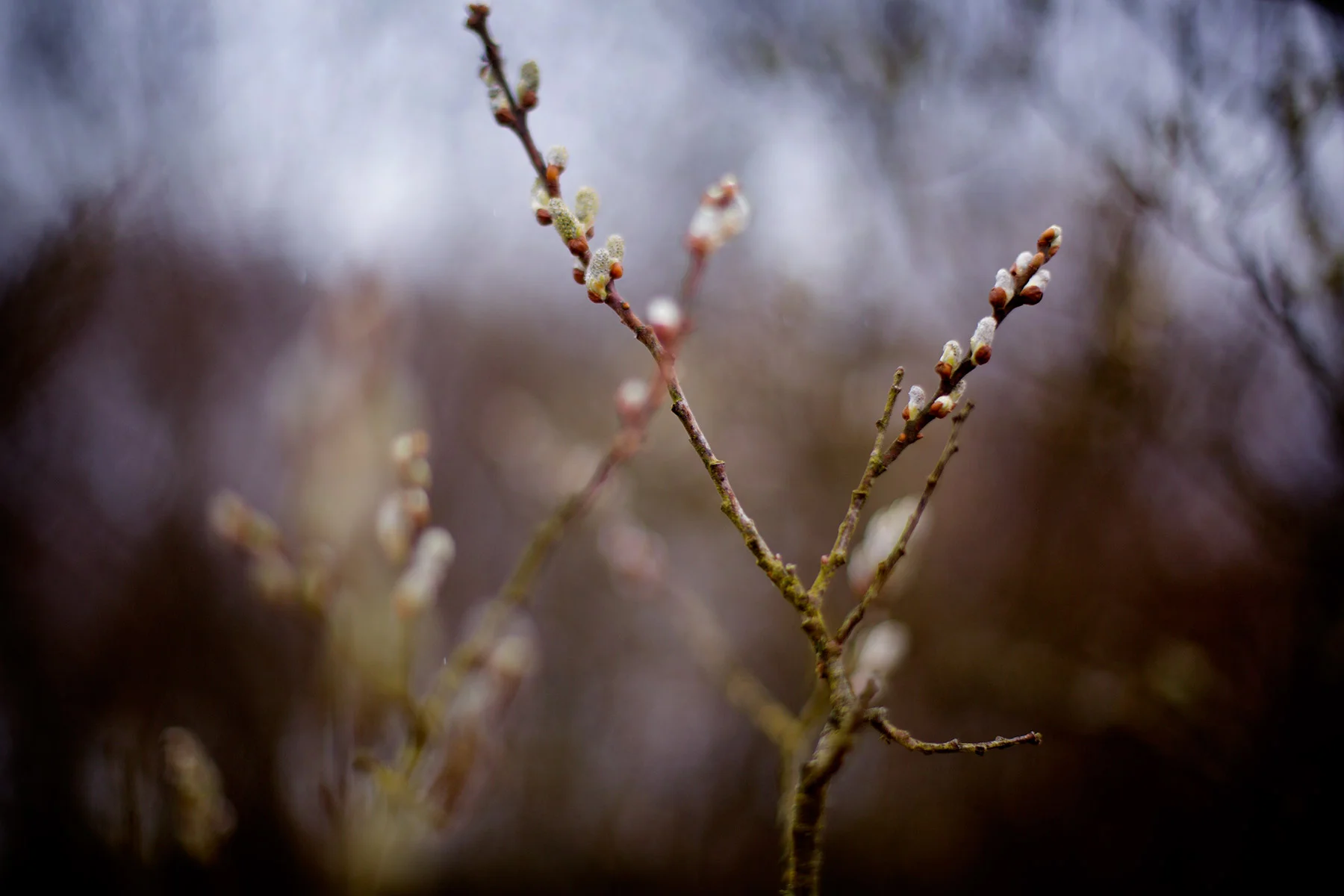 blogg-160424snopromenad3.jpg