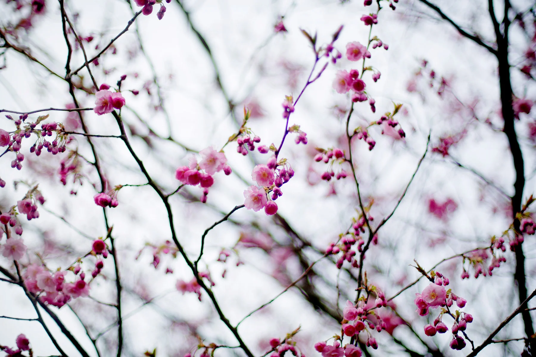 Körsbärsträden blommar