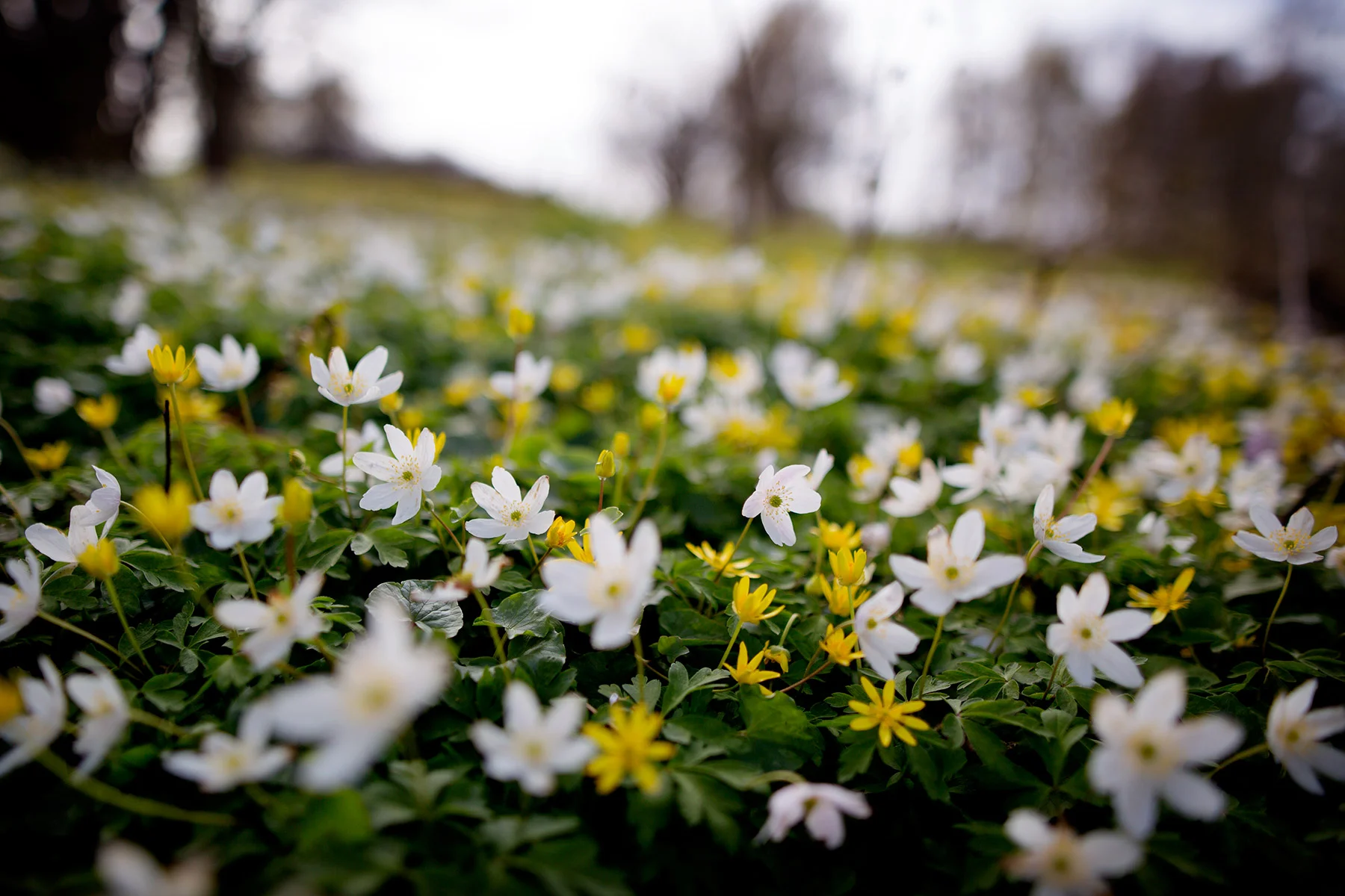 blogg-160502kyrkebacken1.jpg