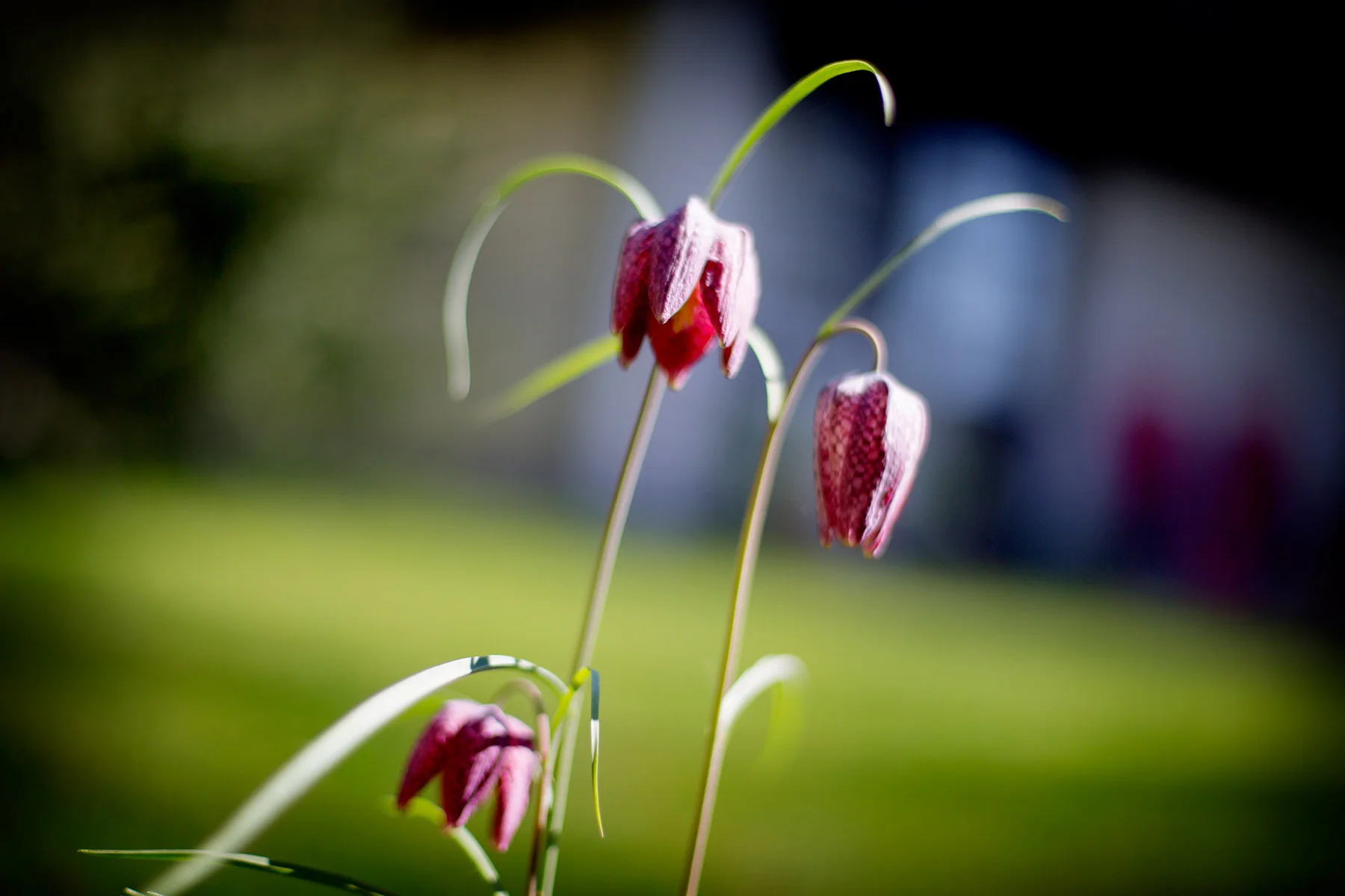 blogg-160508ambjorntorp2.jpg