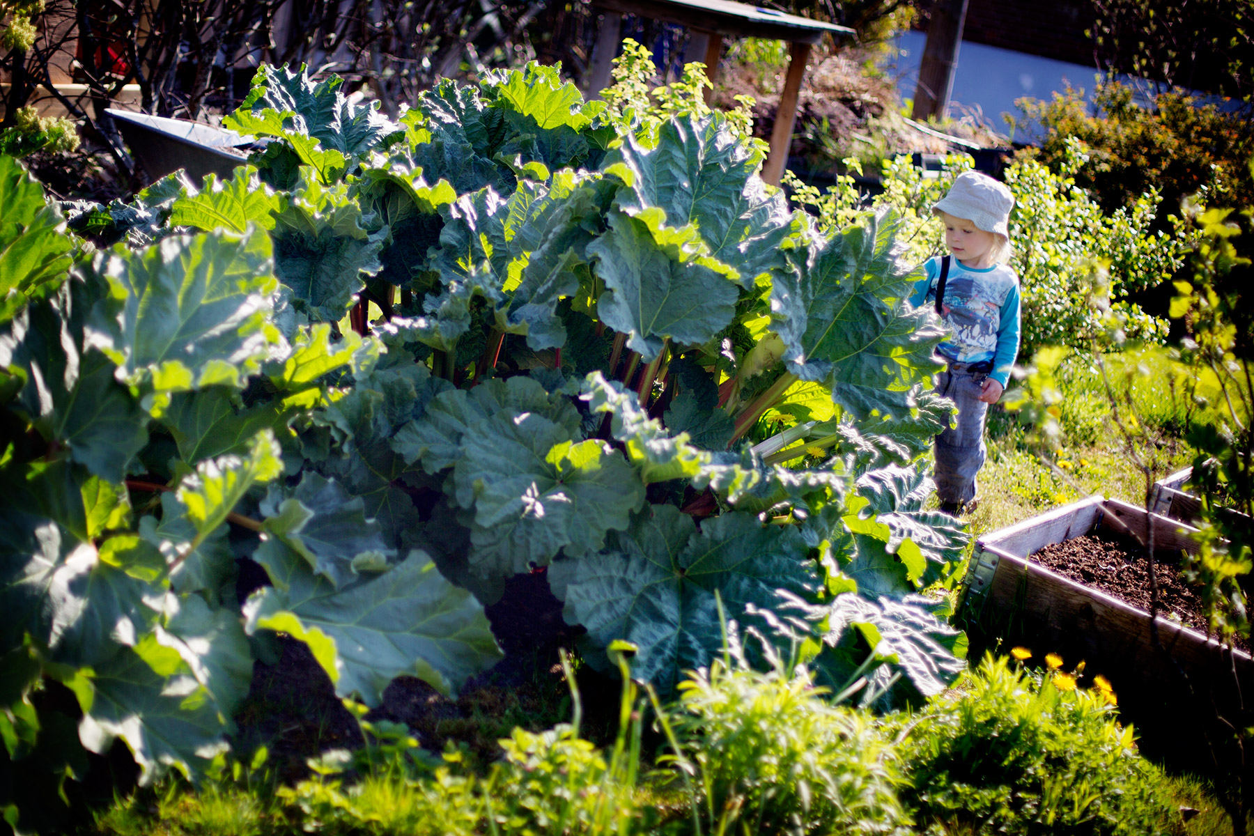 blogg-160509tradgarden3.jpg