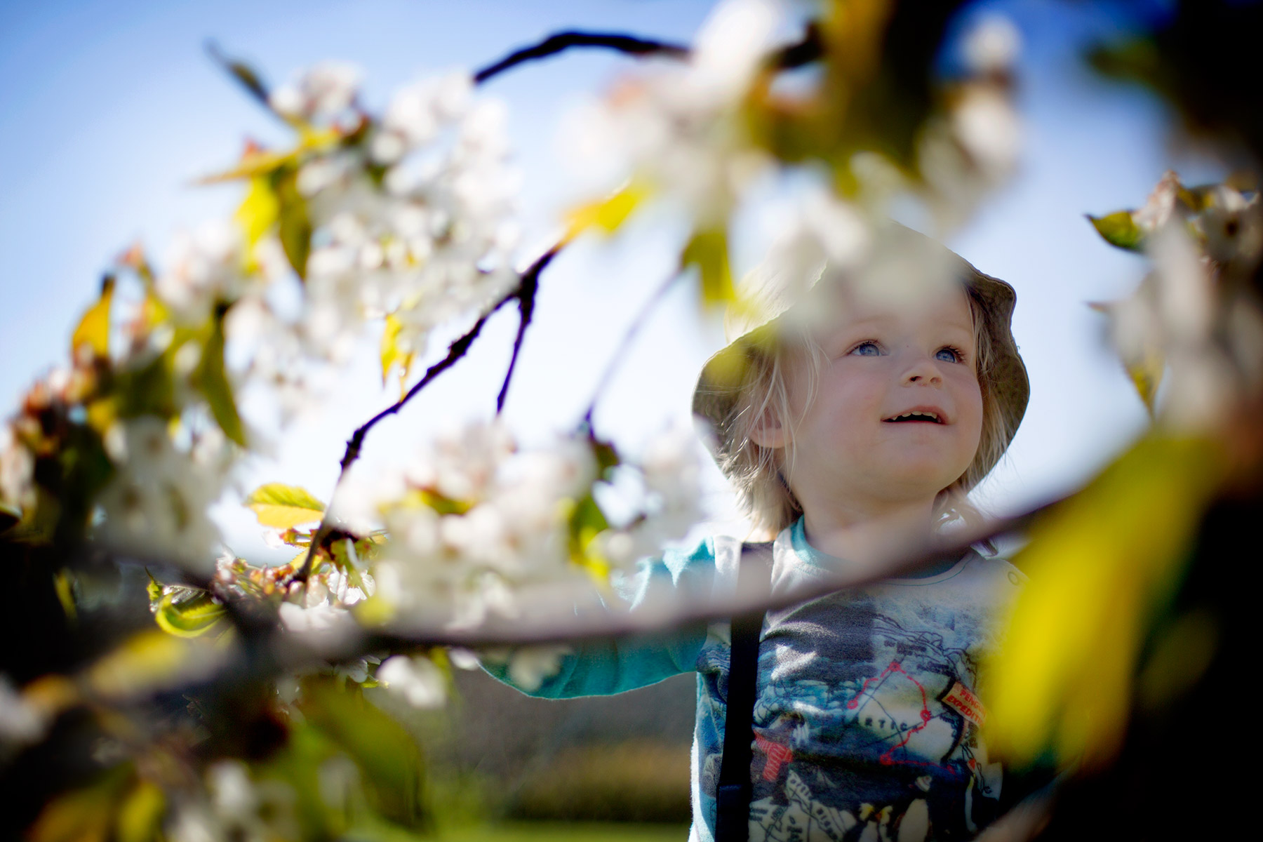 blogg-160509tradgarden1.jpg