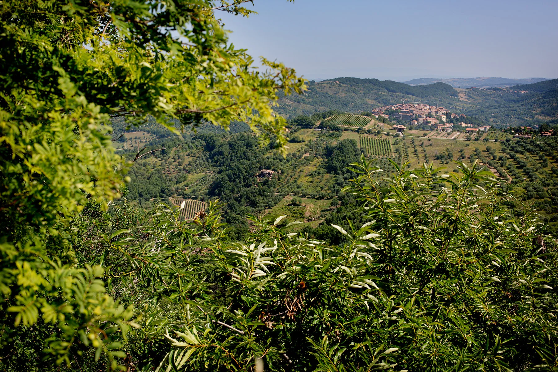 blogg-160709motpiombino1.jpg