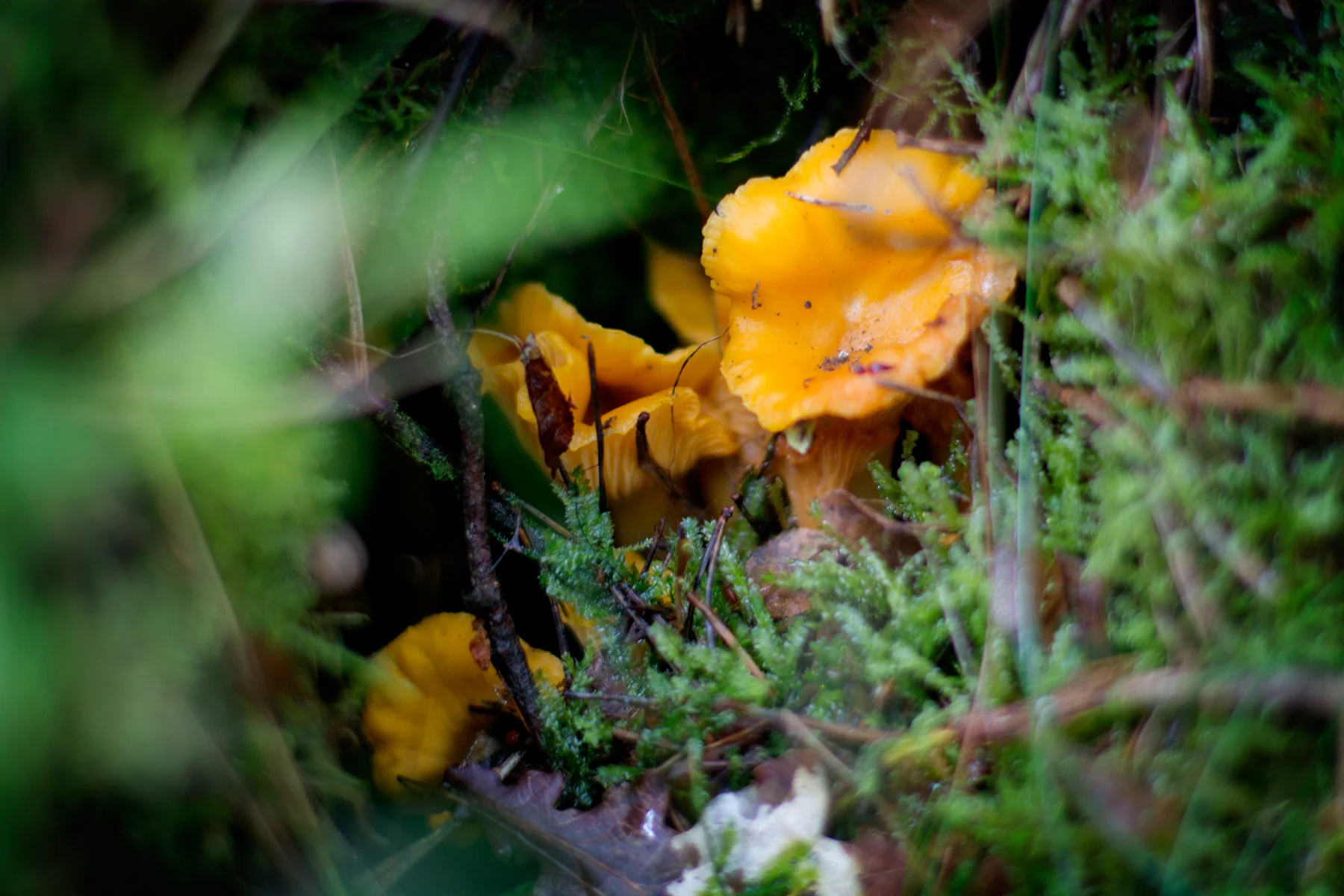 blogg-160814svamp8.jpg