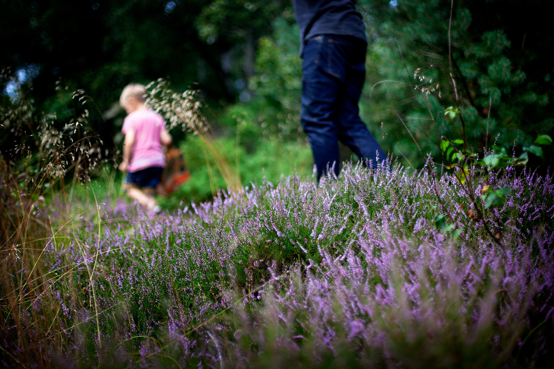 blogg-150816skogen6.jpg
