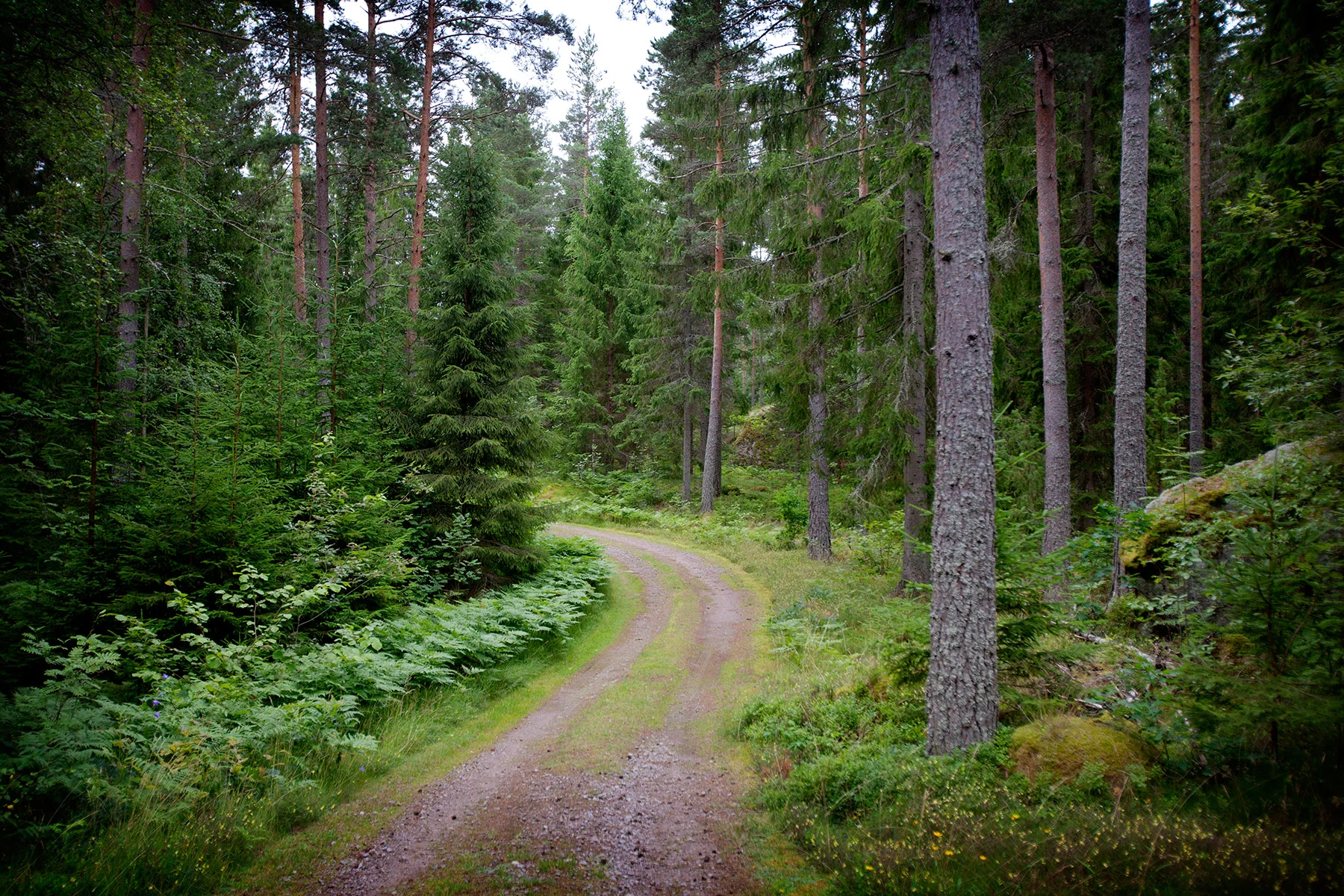 blogg-150721torpet7.jpg