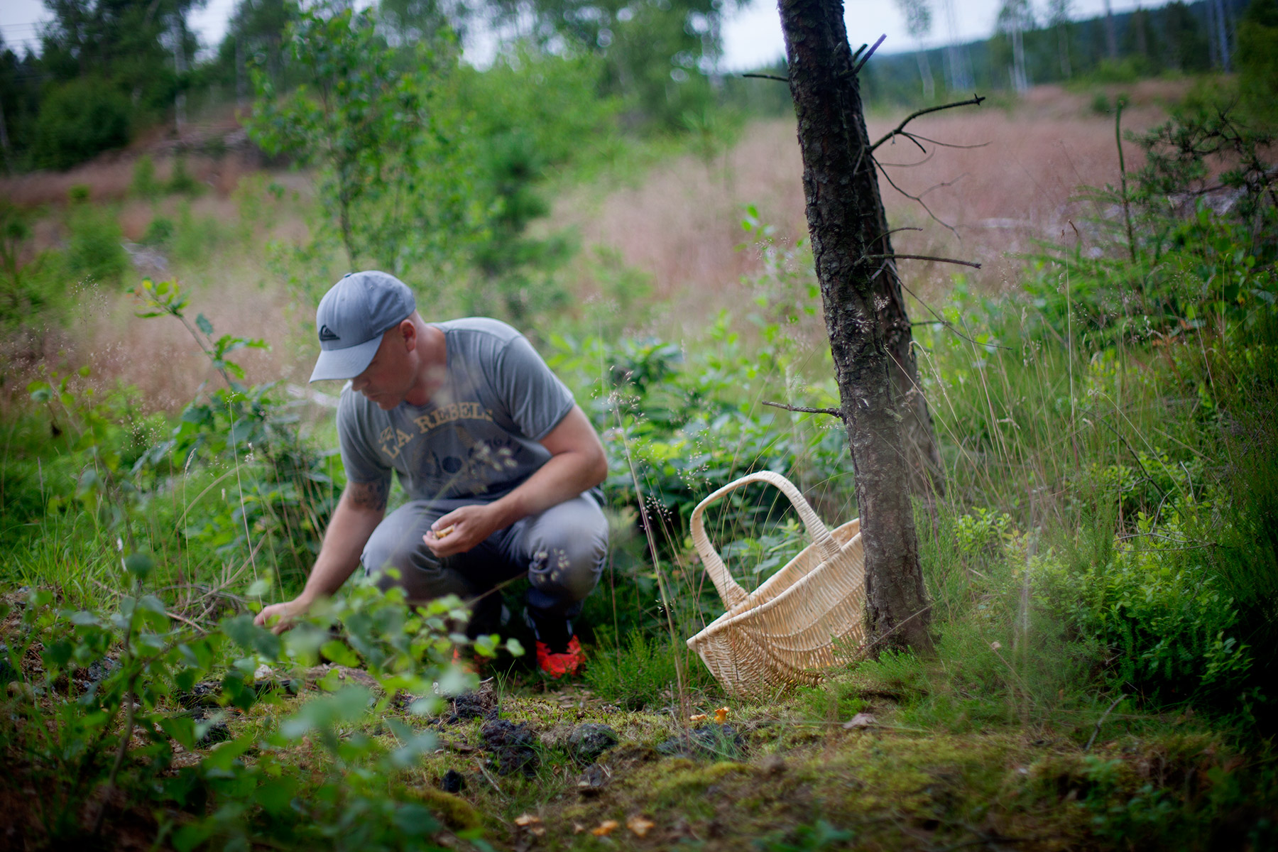 blogg-150712svampskog3.jpg