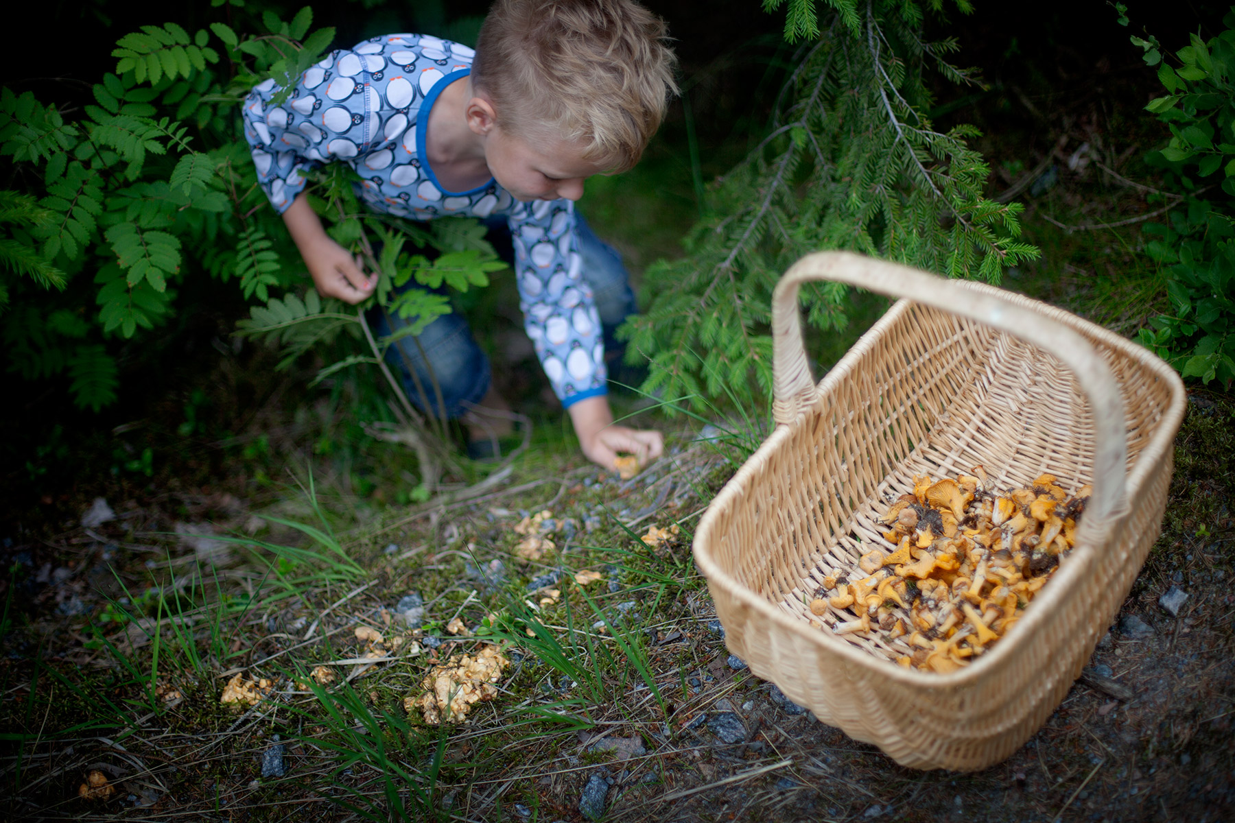 blogg-150712svampskog5.jpg