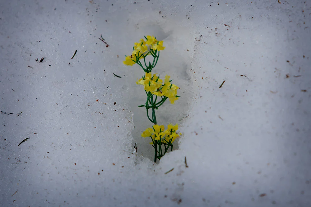 blogg-150319alpbach8.jpg