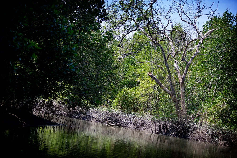 blogg-150222mangrovedag15.jpg