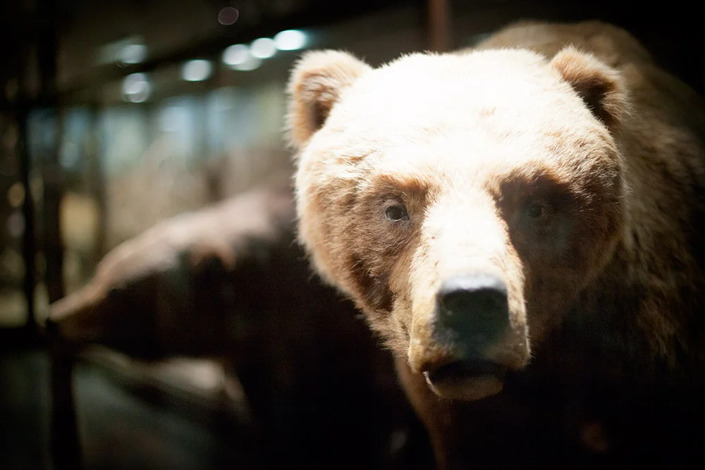 blogg-150103naturhistoriska4.jpg