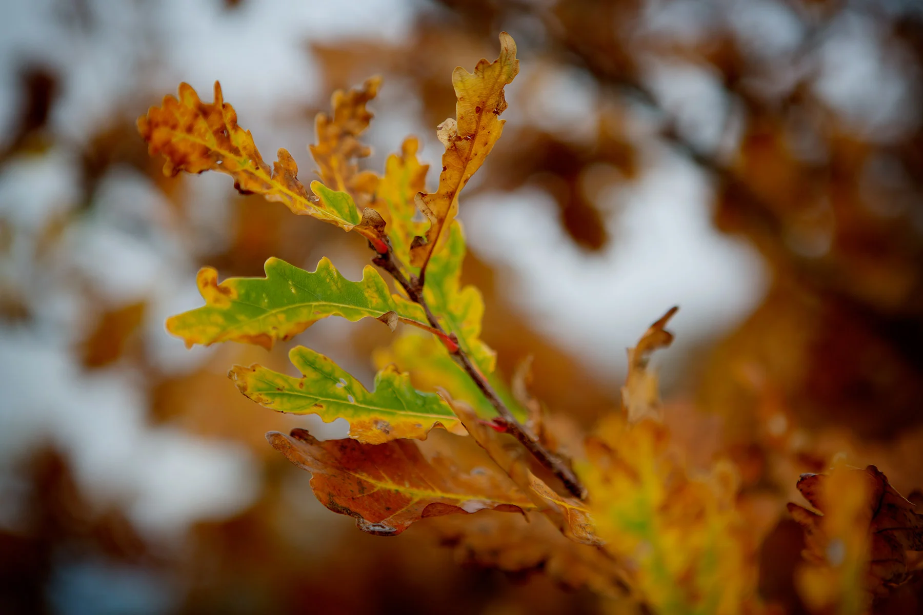 blogg-161023skogenbertil3.jpg