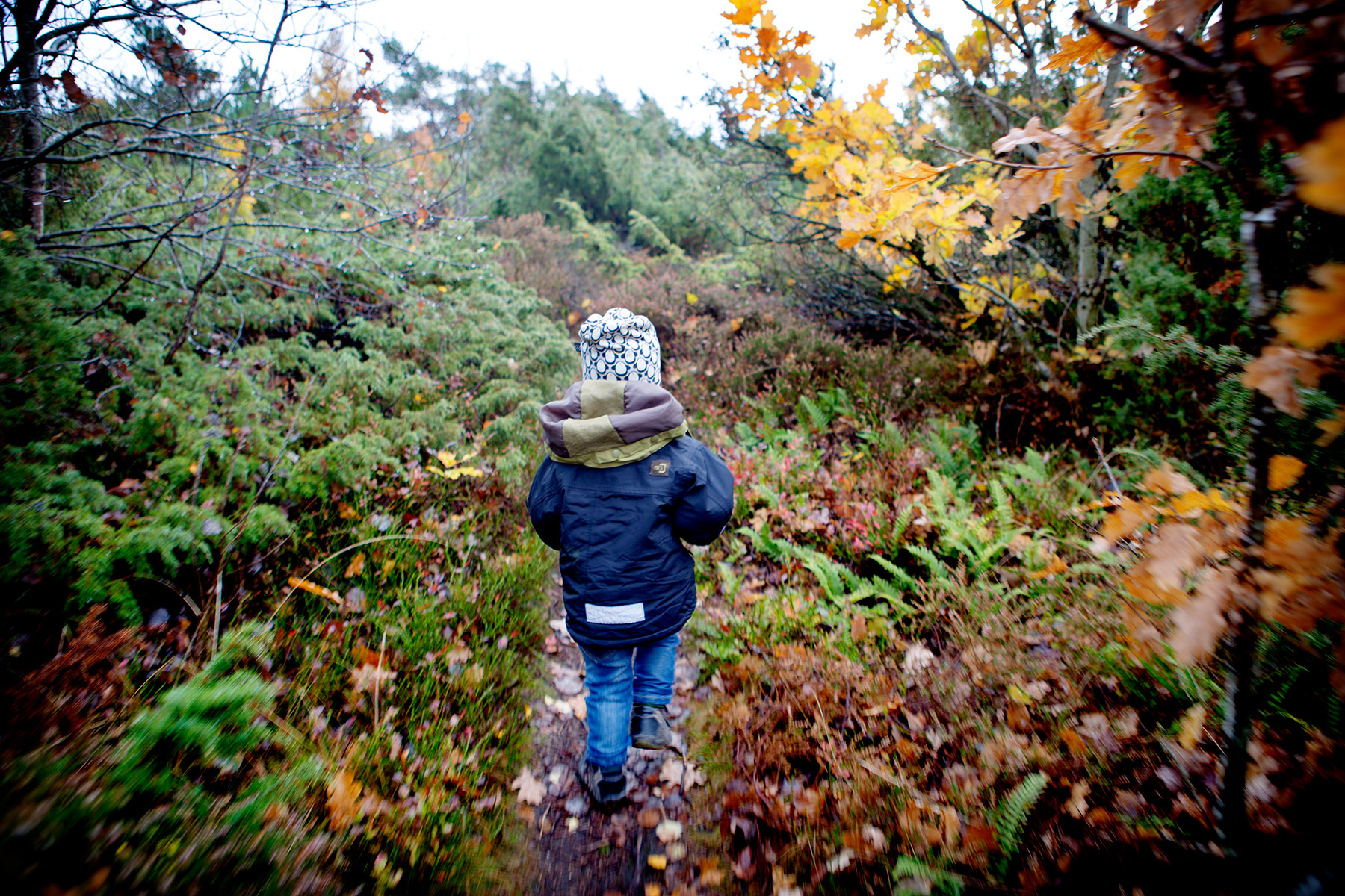 blogg-161023skogenbertil11.jpg