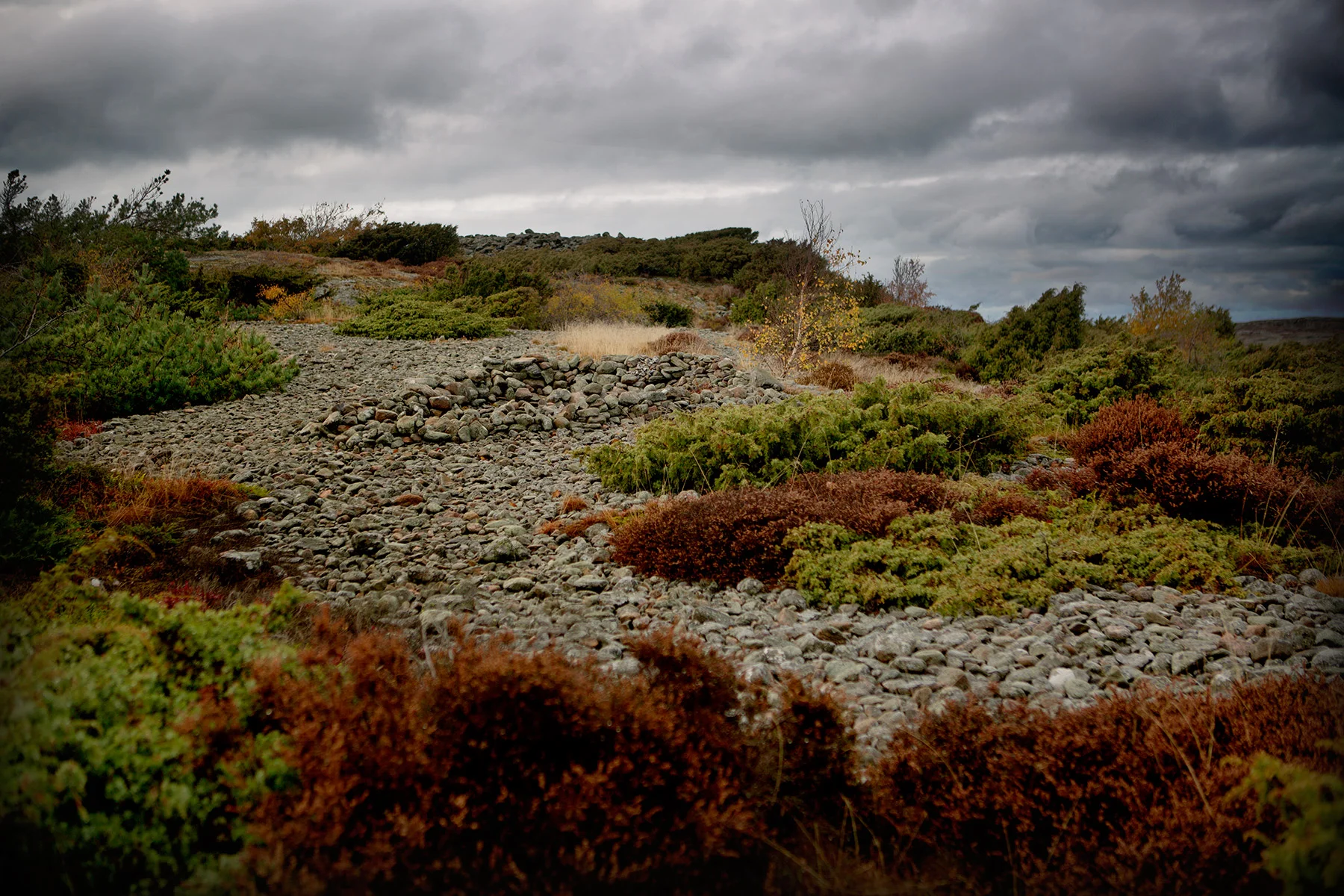 blogg-161023skogenbertil12.jpg