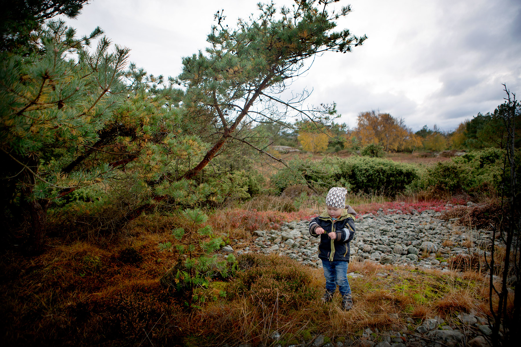 blogg-161023skogenbertil15.jpg