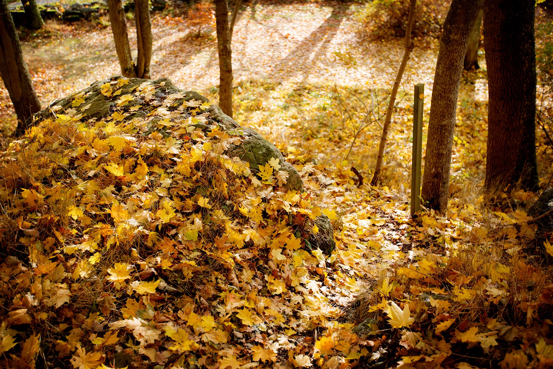 blogg-161025fotorek2.jpg