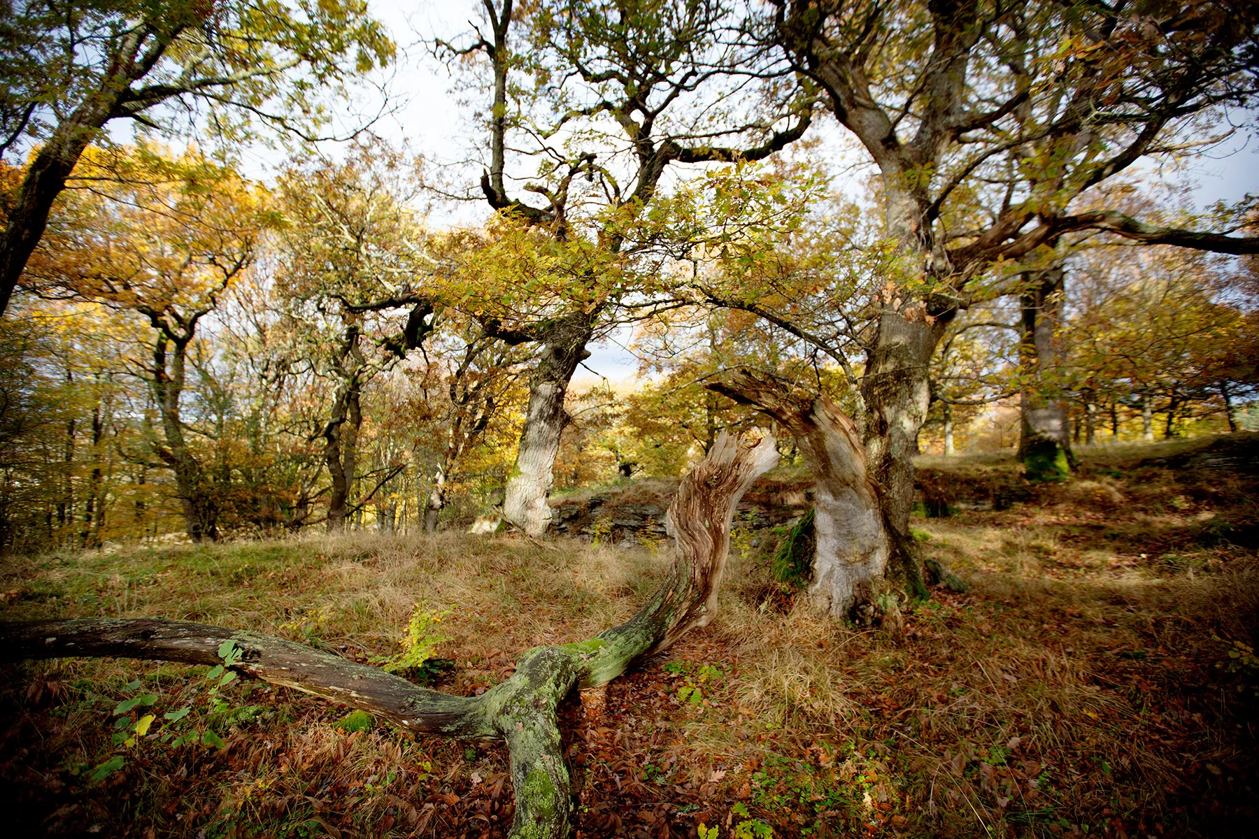 blogg-161025fotorek4.jpg