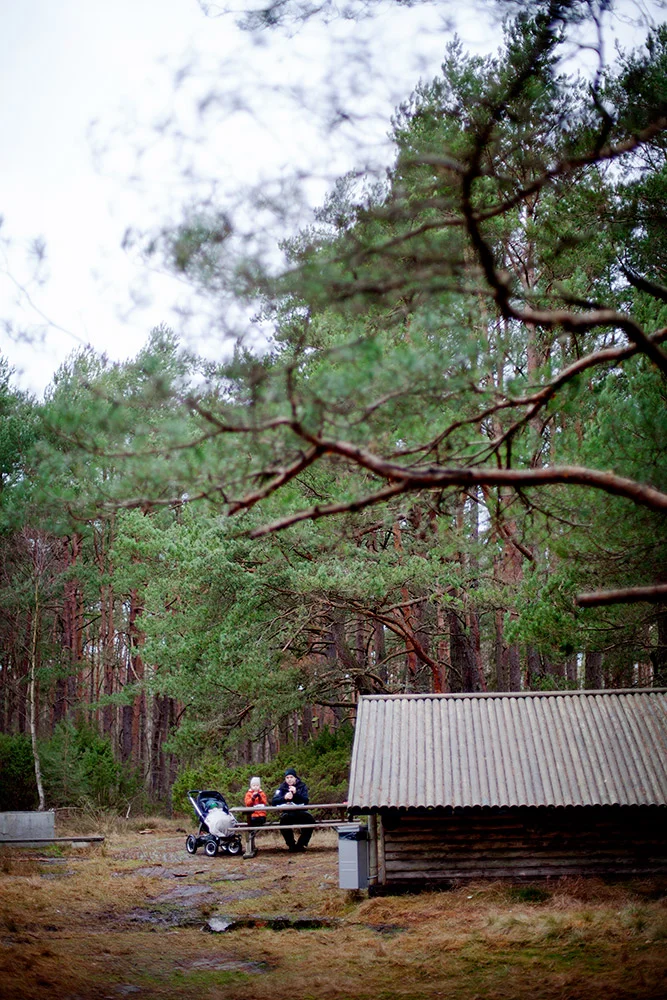 blogg-141212skogen3.jpg