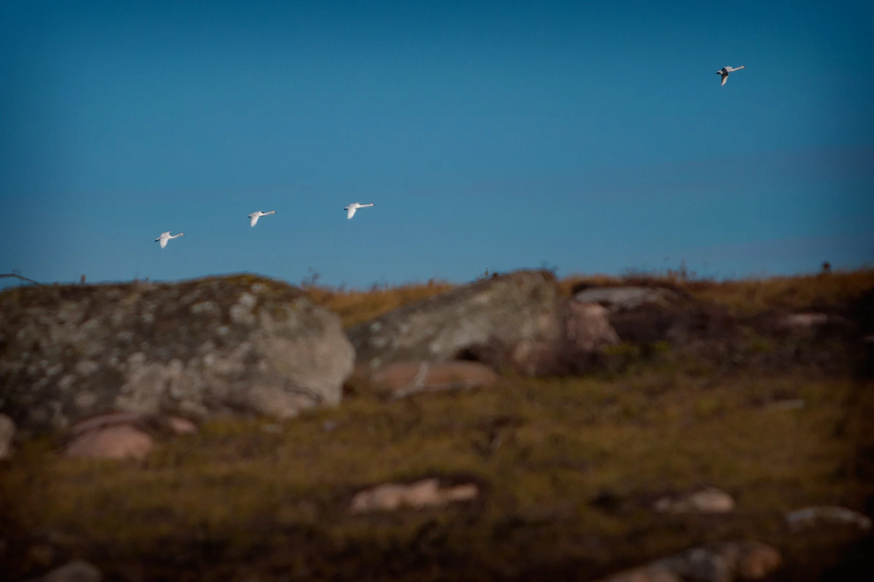 blogg-161030bale3.jpg