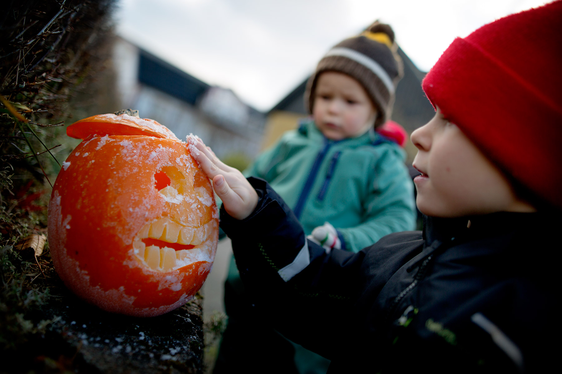 blogg-161112tradgarden12.jpg